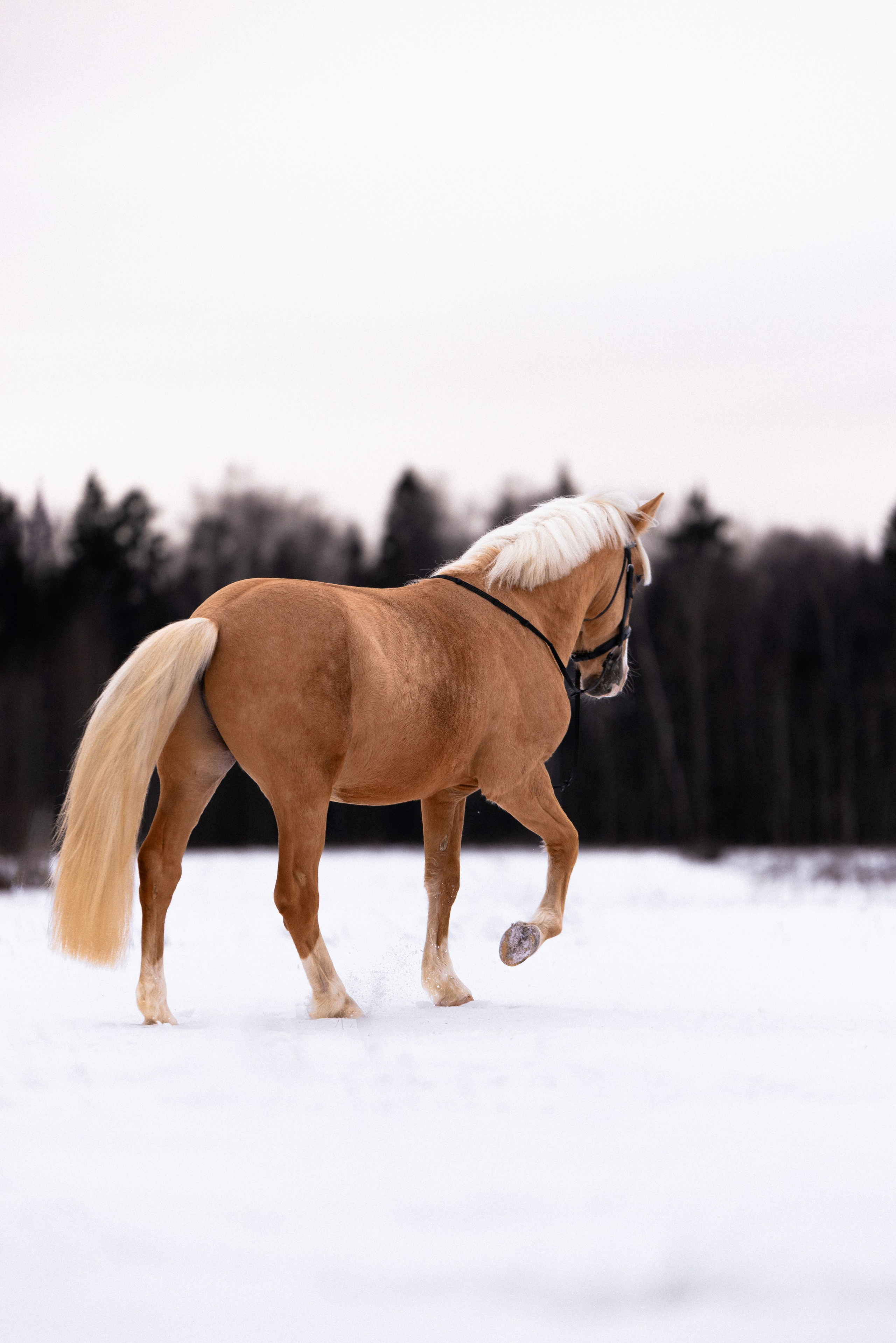 Бейкер. Фотограф и видеограф анималист Аганина Дарья
