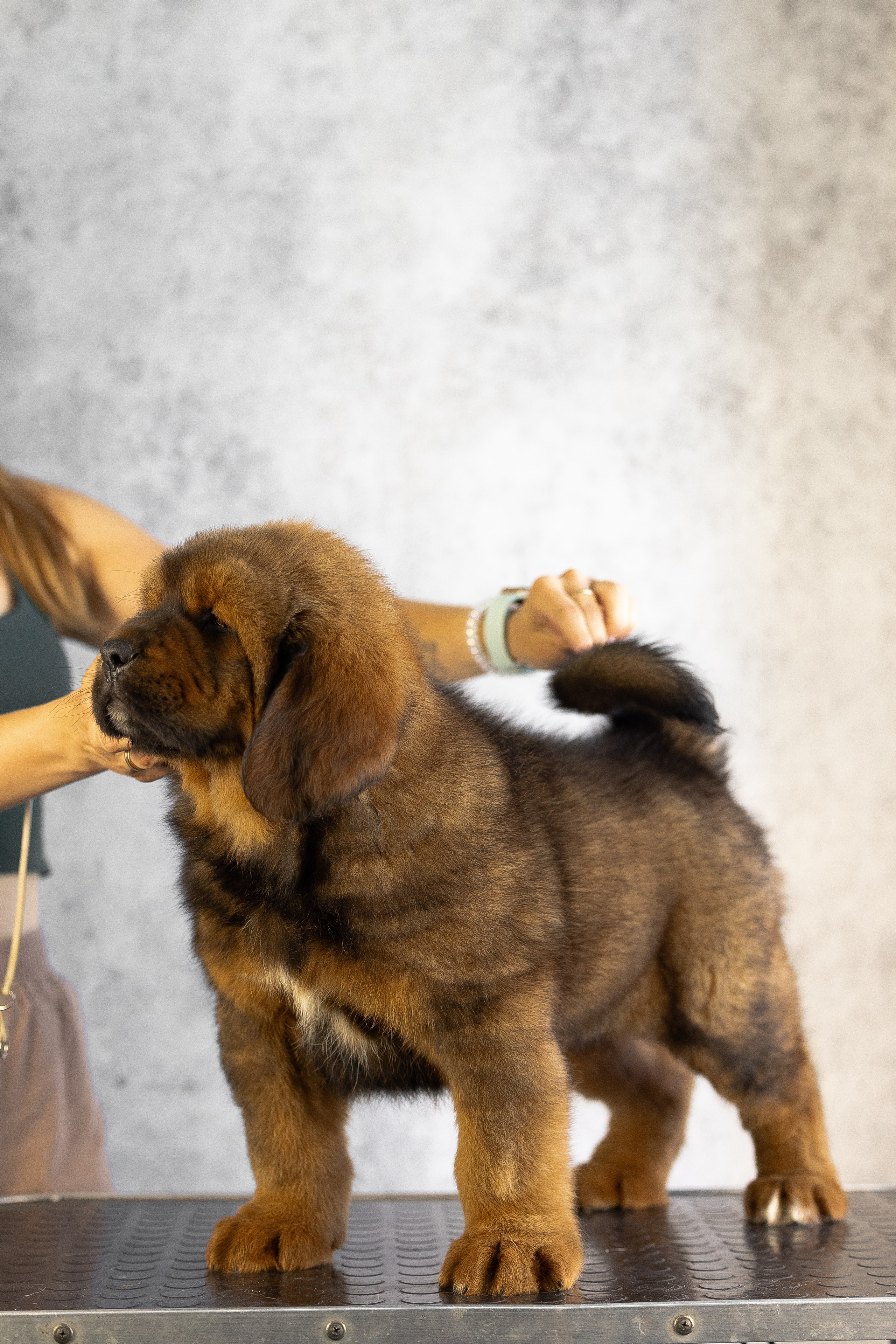 Тибетский мастиф. Фотограф и видеограф анималист Аганина Дарья