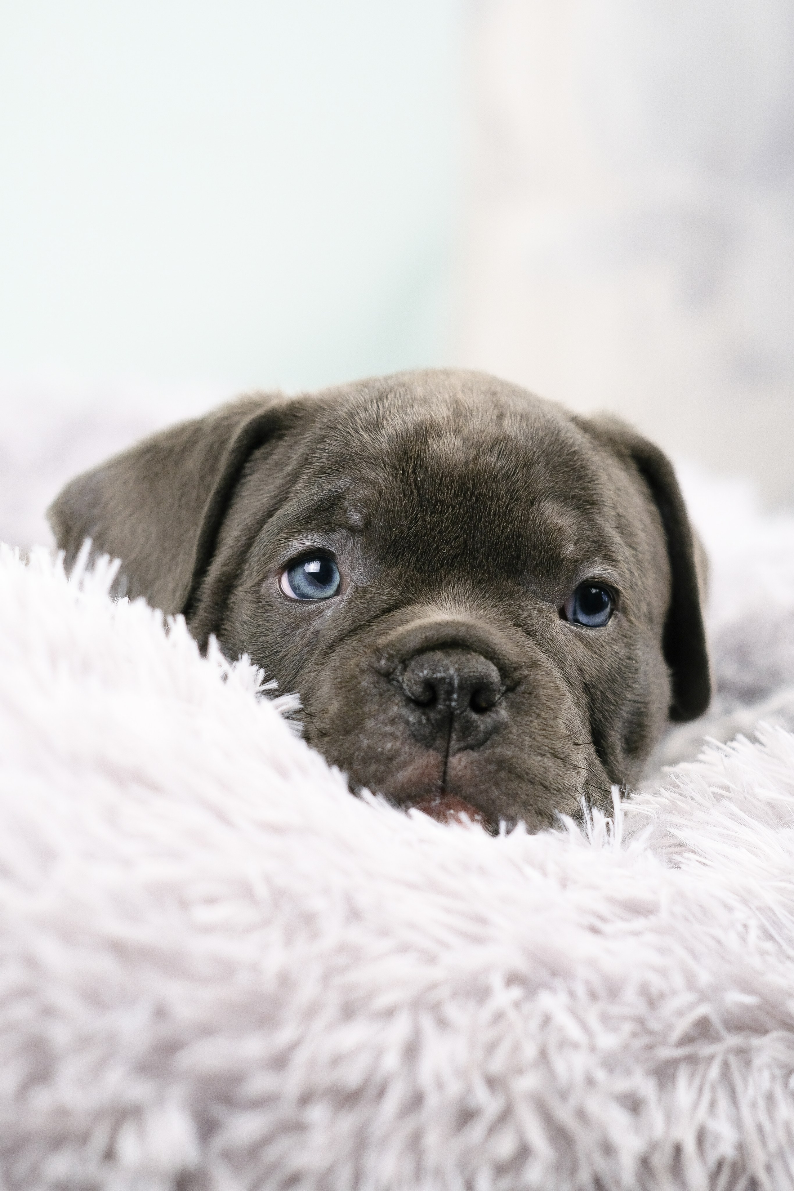 Американский Булли. Фотограф и видеограф анималист Аганина Дарья