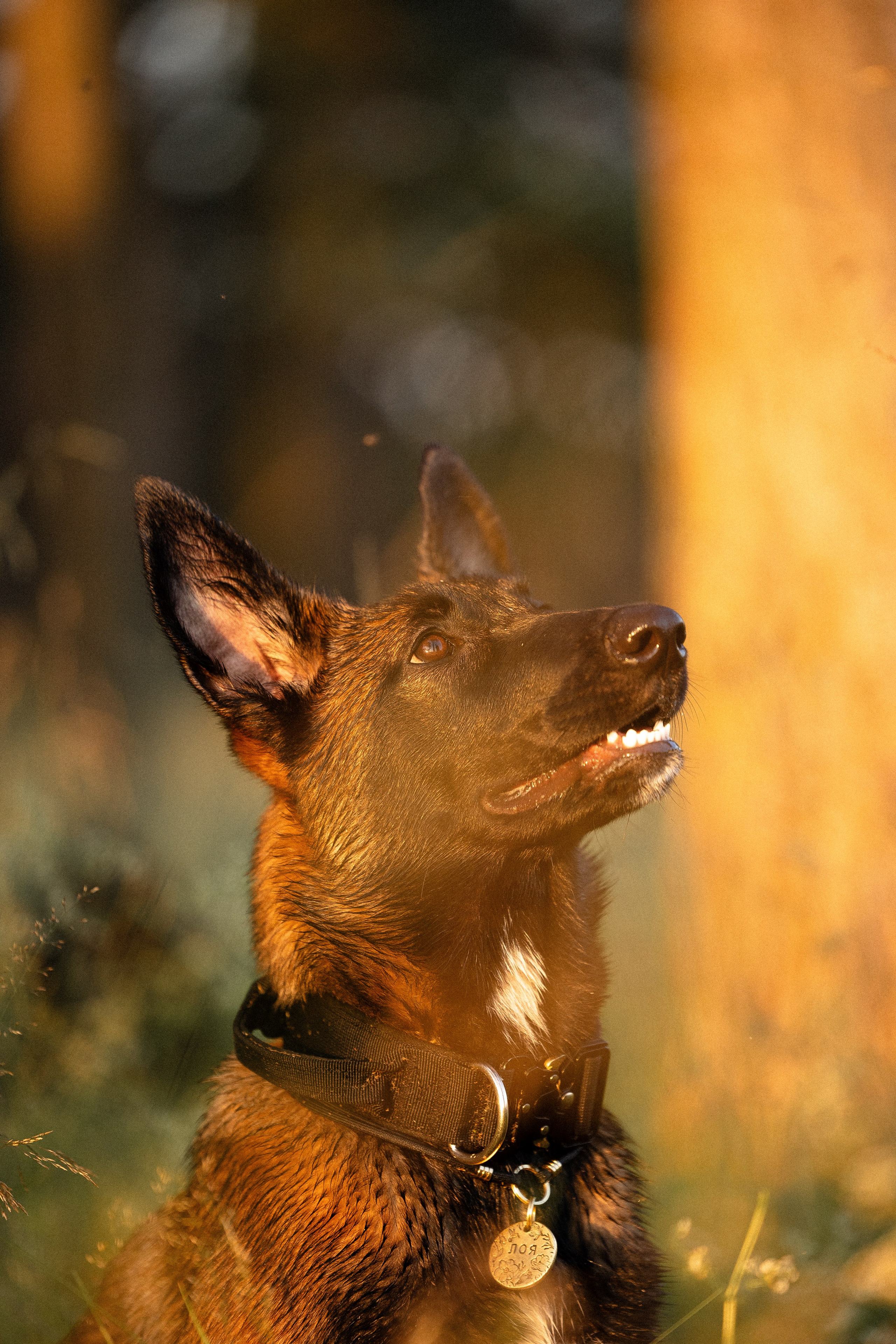 Галина и Лоя. Фотограф и видеограф анималист Аганина Дарья