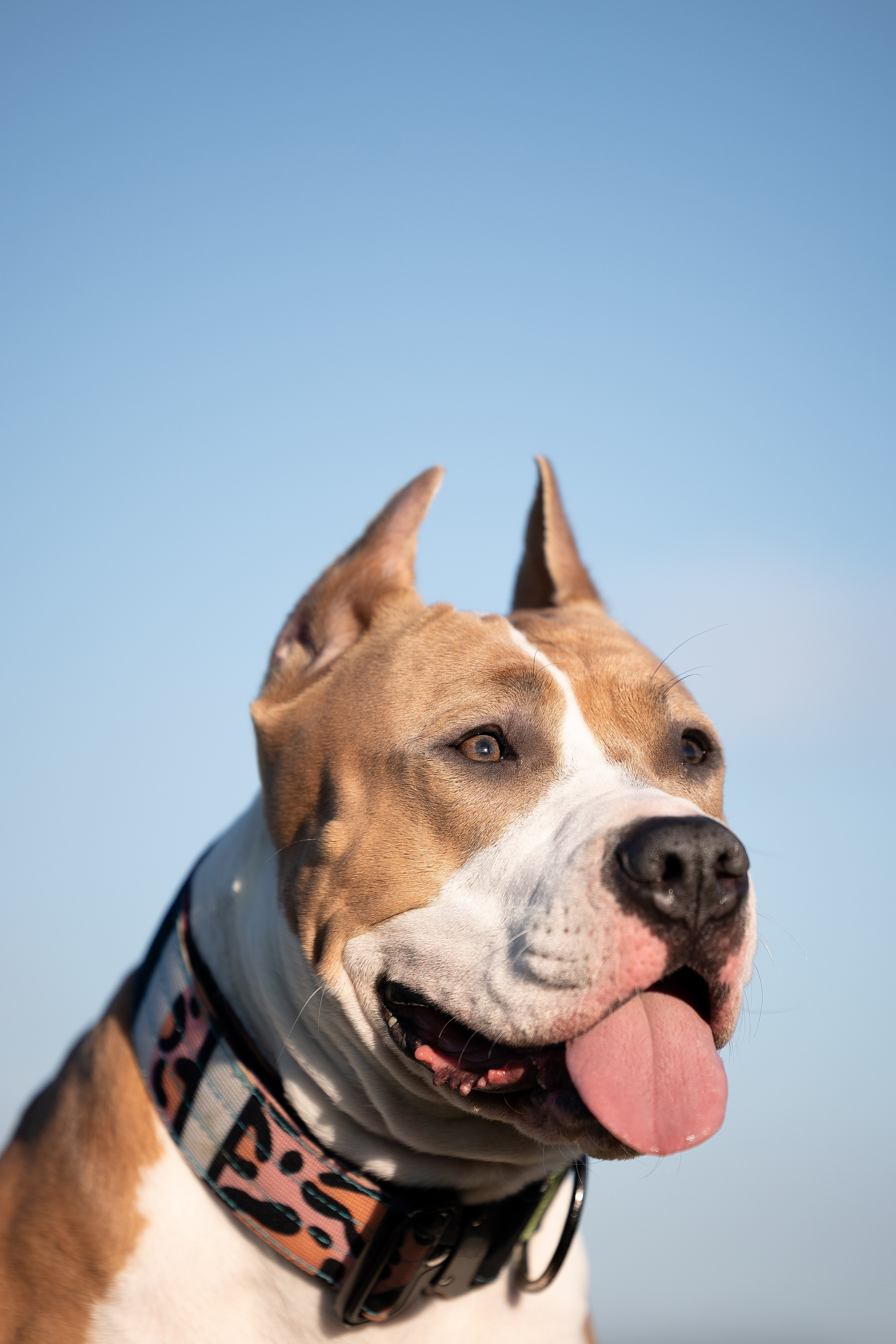Шуня и ее семья. Фотограф и видеограф анималист Аганина Дарья