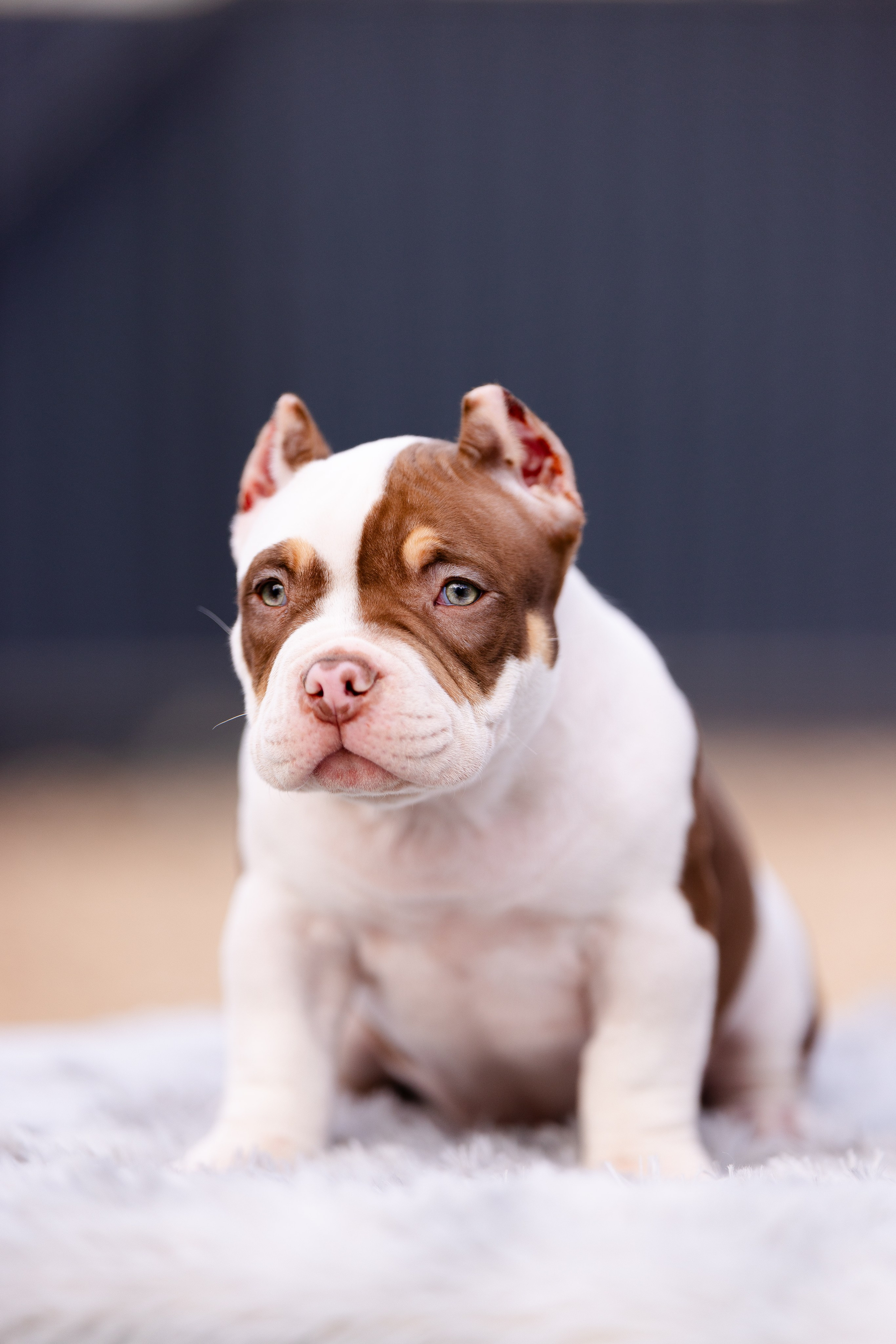 Булли. Фотограф и видеограф анималист Аганина Дарья