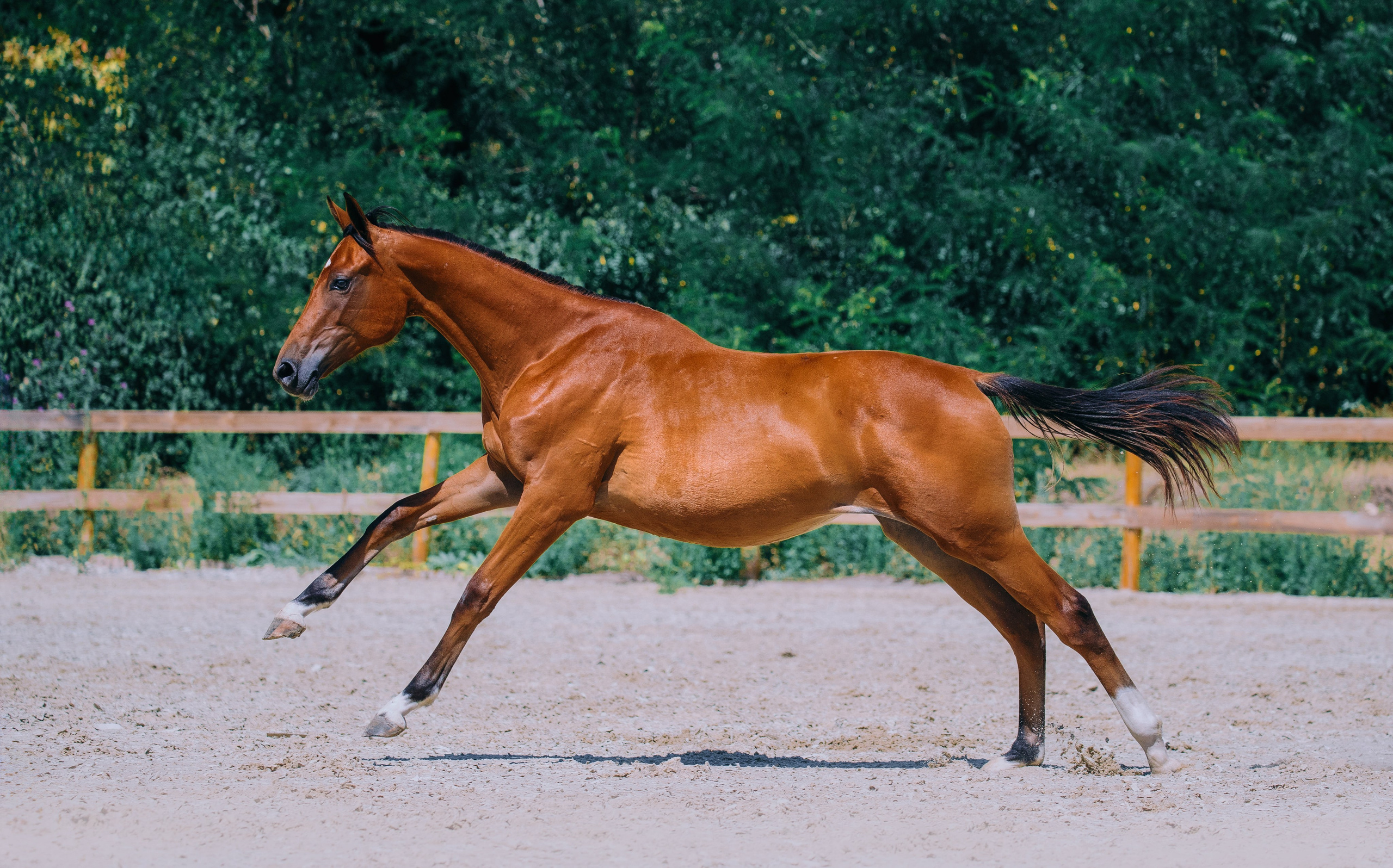 В движении. Фотограф-анималист Ксендзова Кристина