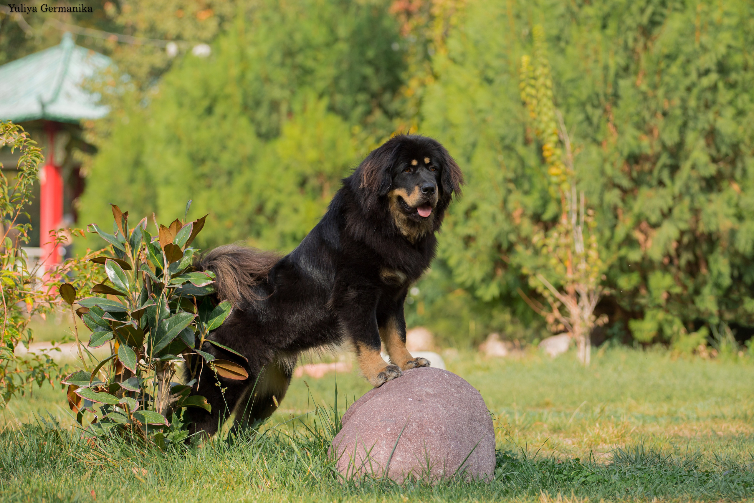 Ташкент 6-8.10.2023 + Алматы 14-15.10.2023. Фотограф-анималист Юлия Германика