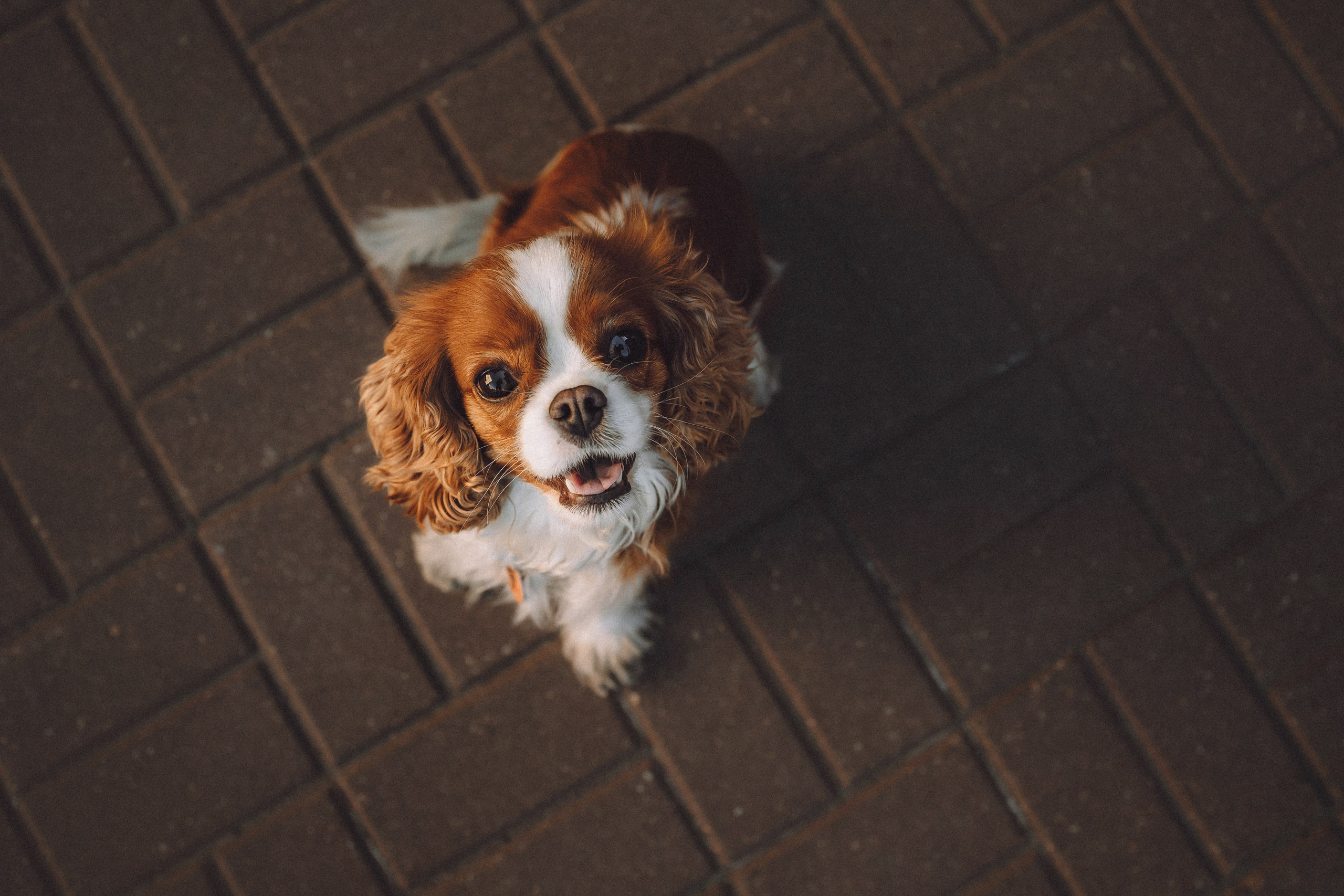 Ириска и ее семья