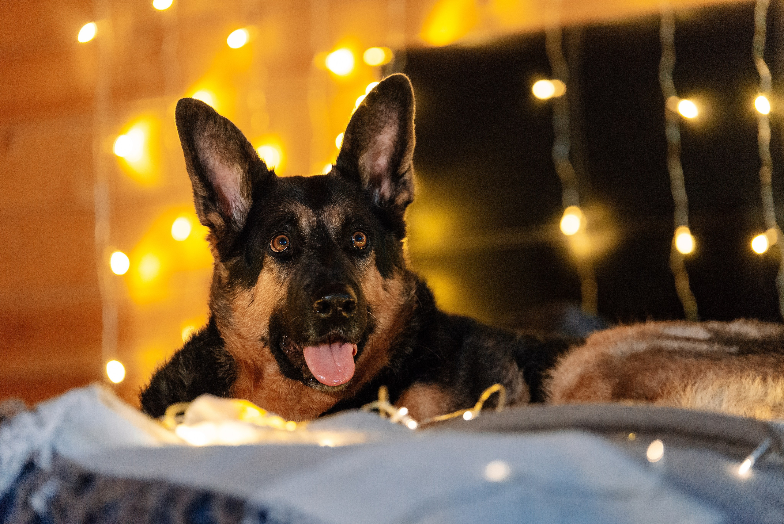 Питомец в кадре. Фотограф-анималист Анастасия Парфенова|Екатеринбург