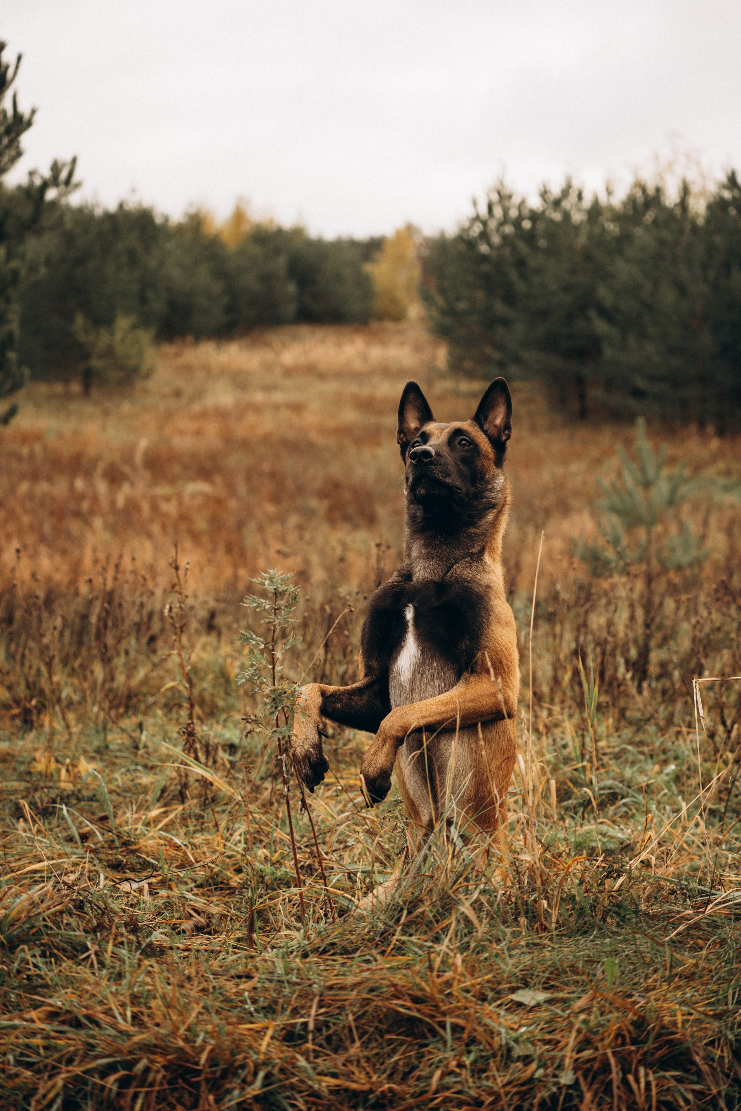 Вика и Хельс. Фотограф-анималист Анастасия Большакова