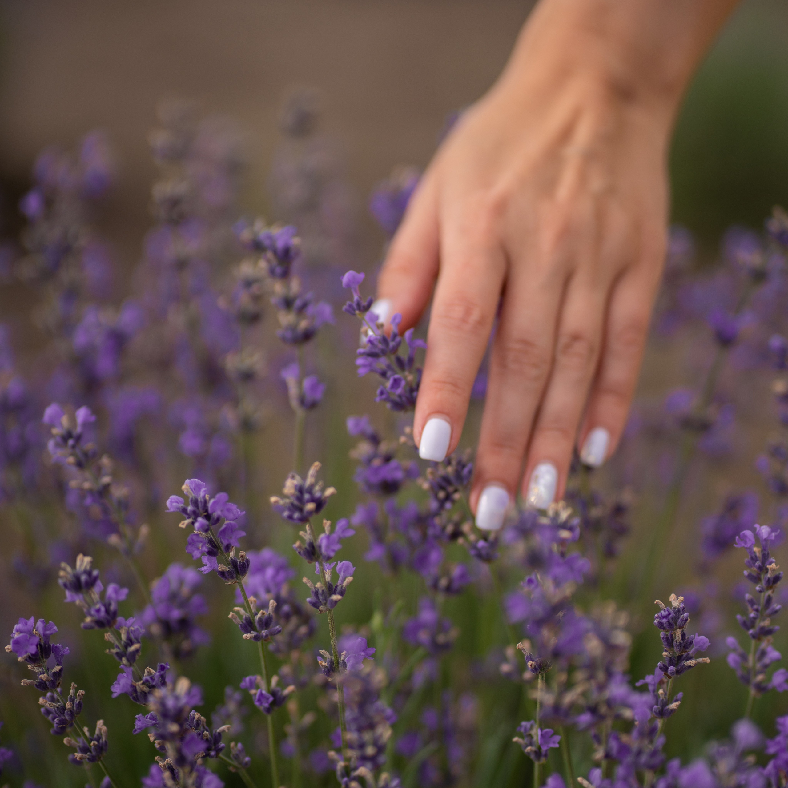 Фотосессия в лаванде Нижегородская область