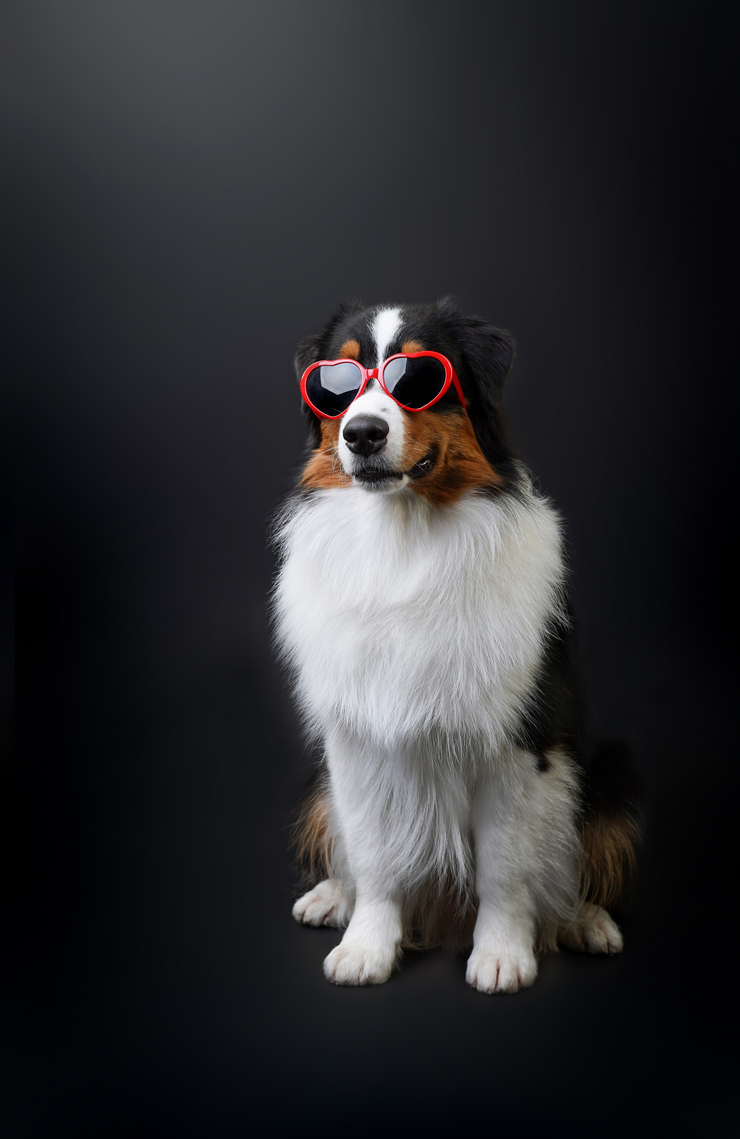 Аусси Бэст. Фотограф-анималист в Санкт-Петербурге Яна Мартынова