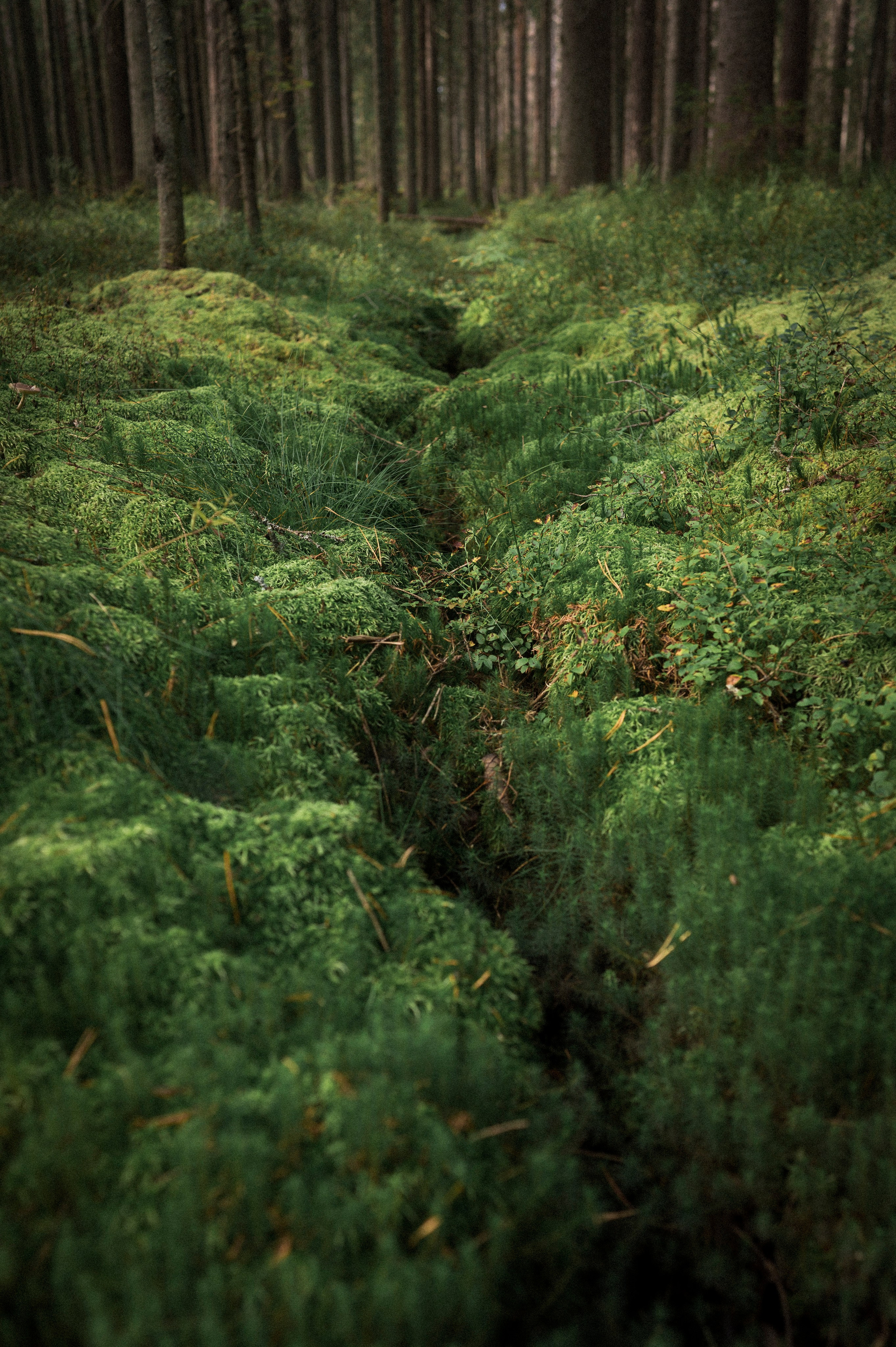 North 2024. Kartascheff