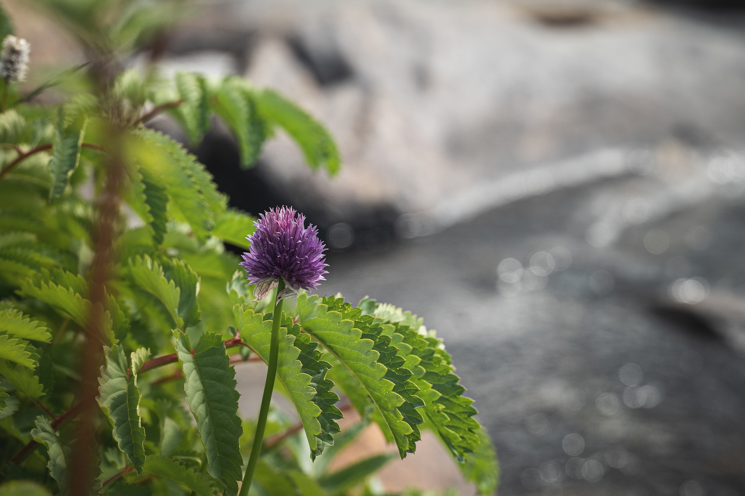 Алтай. Шавлинские озера. Фотограф в поход и восхождение на Эльбрус Игорь Косарев