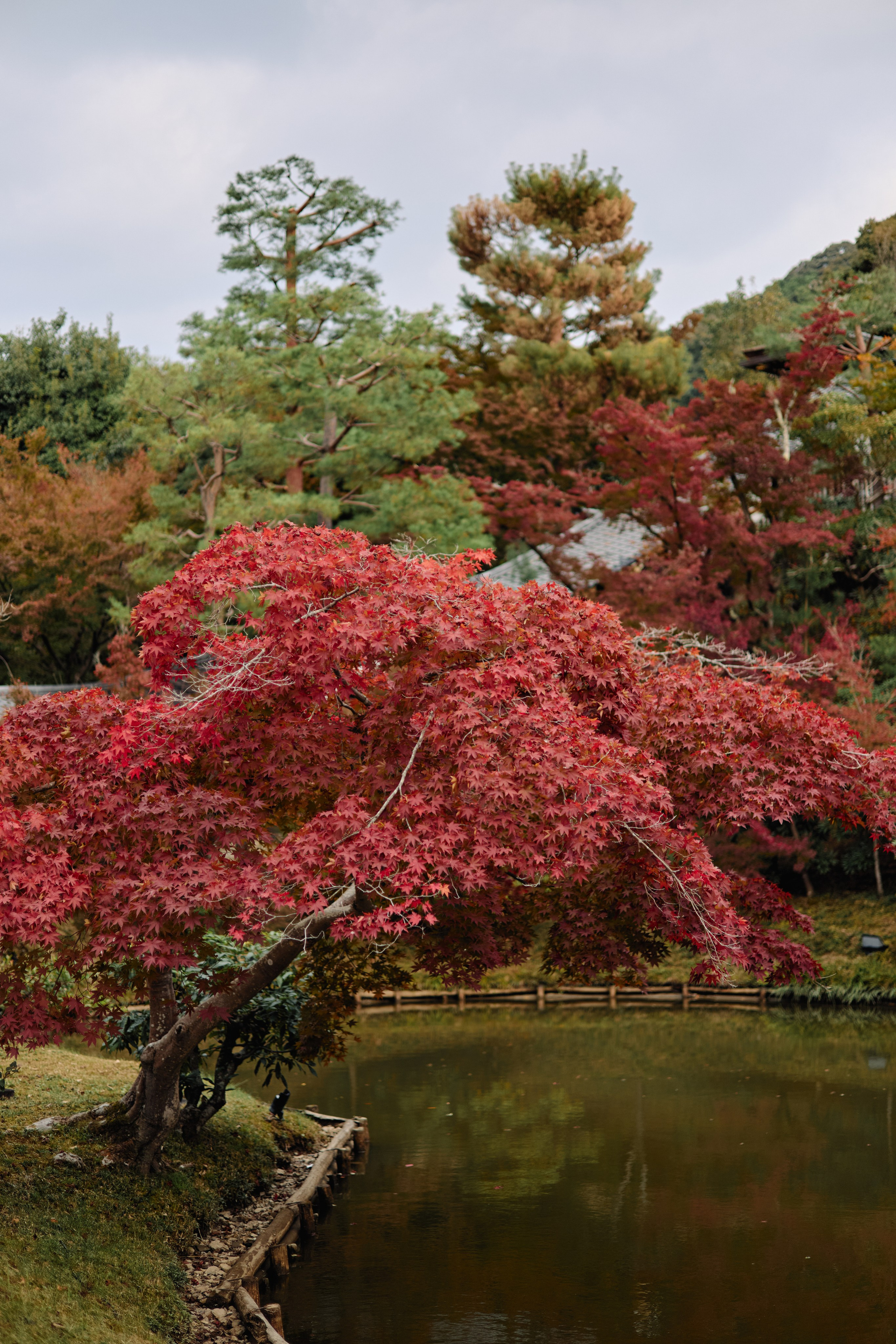 Япония. Профессиональный Фотограф во Владимире, в Москве и в Суздале — Полина Романычева