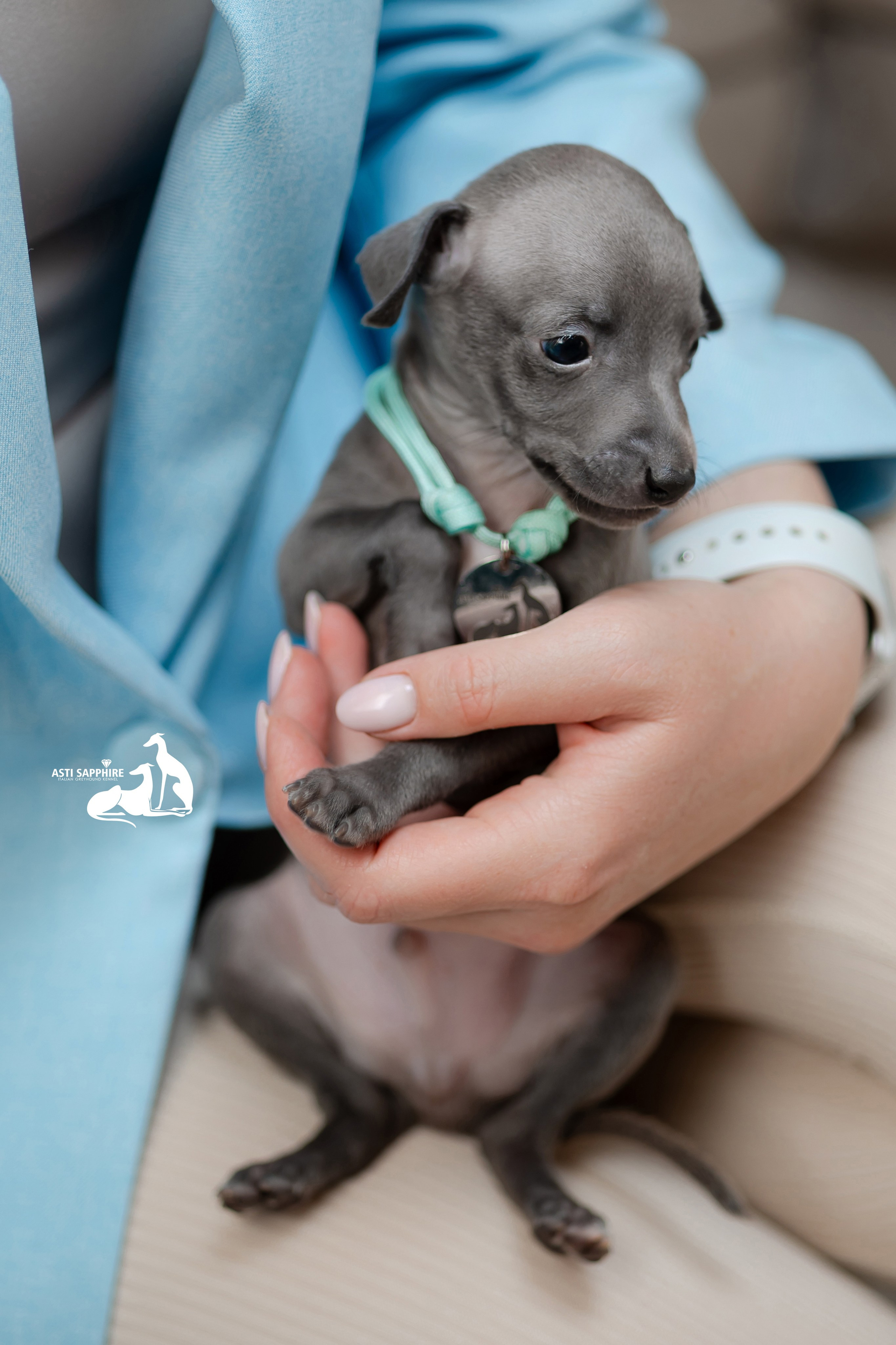 Весенние крошки. Professional Italian Greyhound Kennel RKF/FCI ASTI SAPPHIRE 💎 Sochi|St. Petersburg