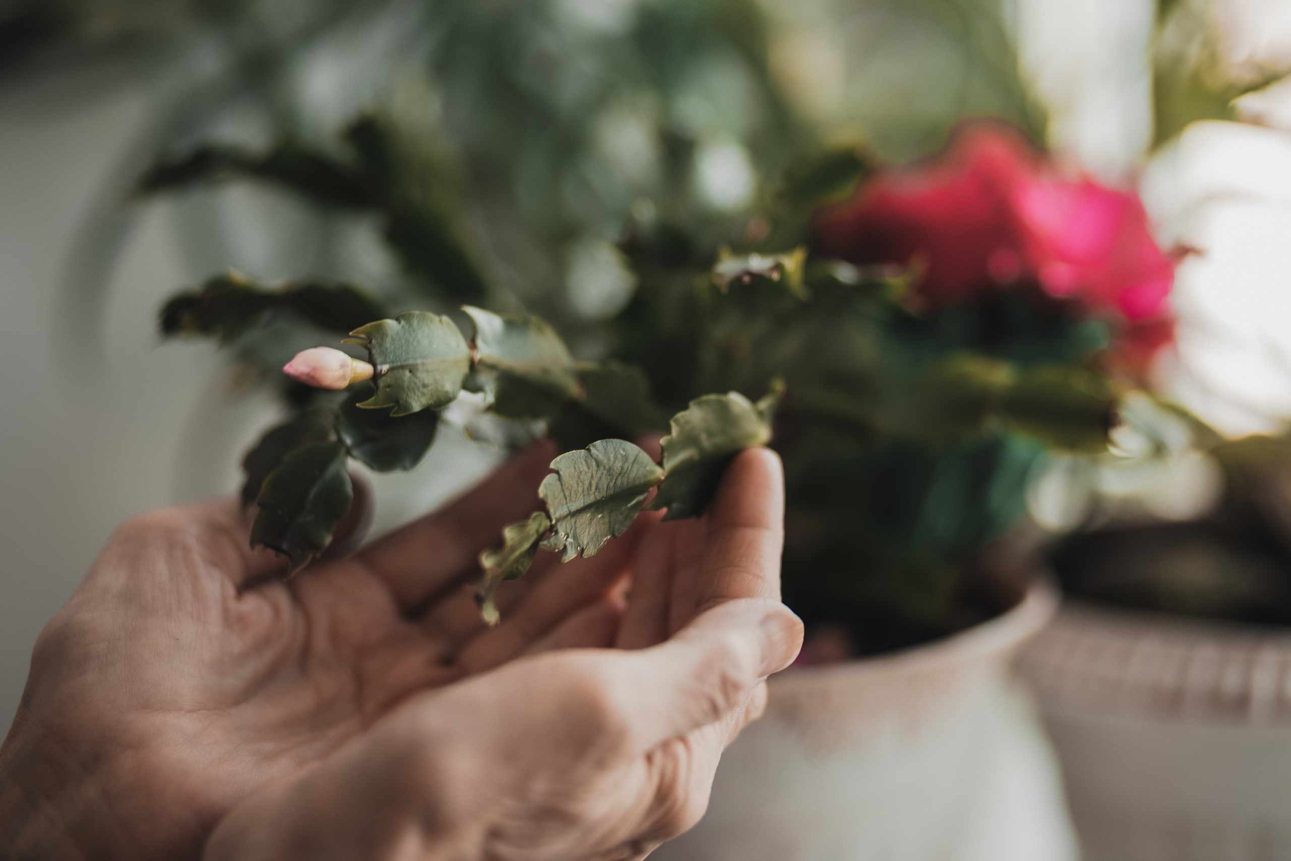 Семья Галины Петровны. Семейный и свадебный фотограф Лилия Матонина | Ангарск, Иркутск, Усолье-Сибирское, Байкал (Листвянка, Ольхон), Иркутская область