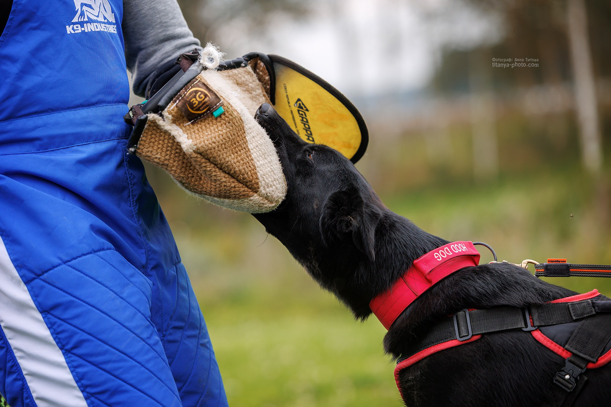 Тренировка по защите в питомнике немецких овчарок «Легенда Волги». Фотограф собак, фотограф-анималист Аня Титова (Titanya). Москва