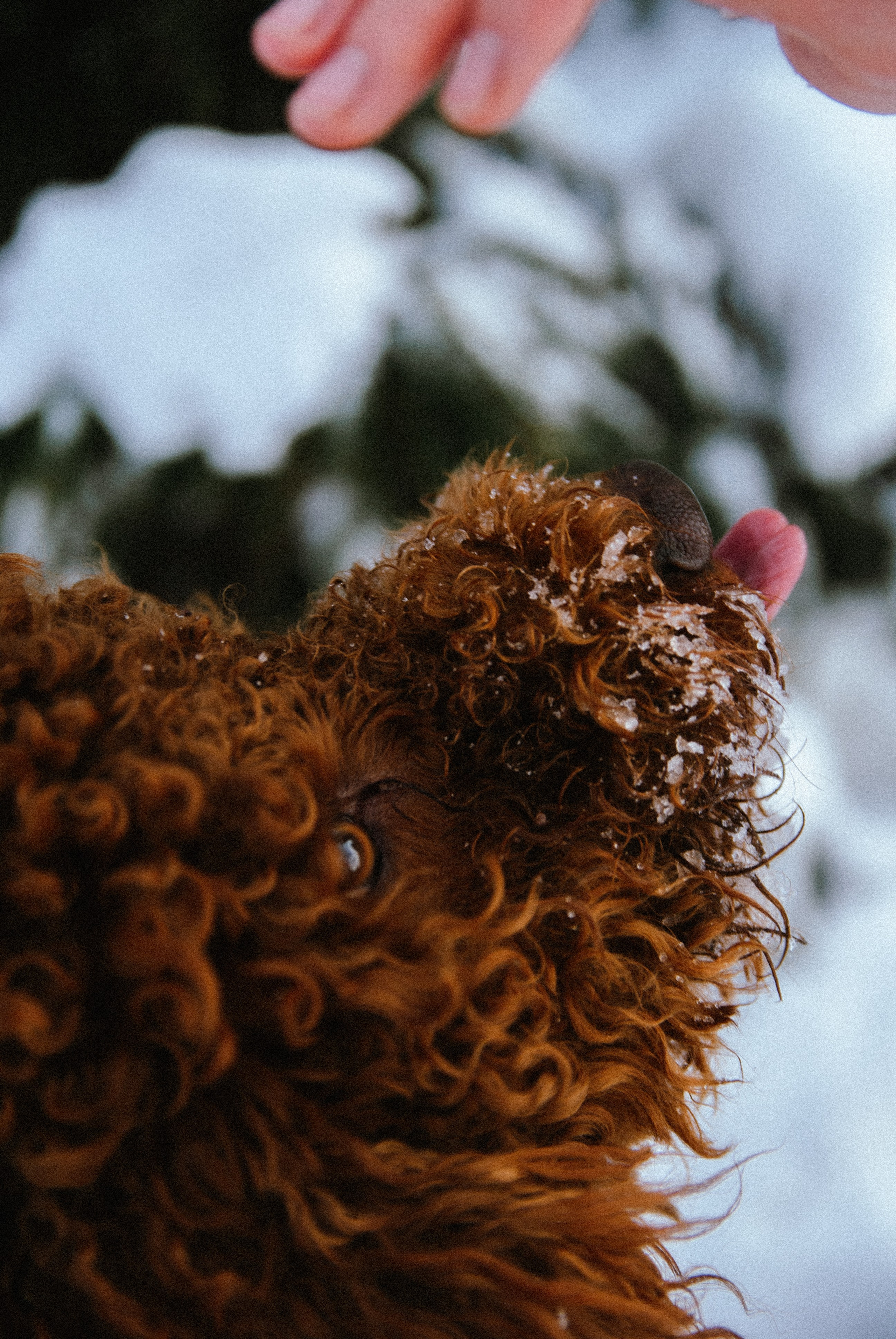 Зоопарк в моём багаже. Кошенкова Мария: портретный и репортажный фотограф. Санкт-Петербург