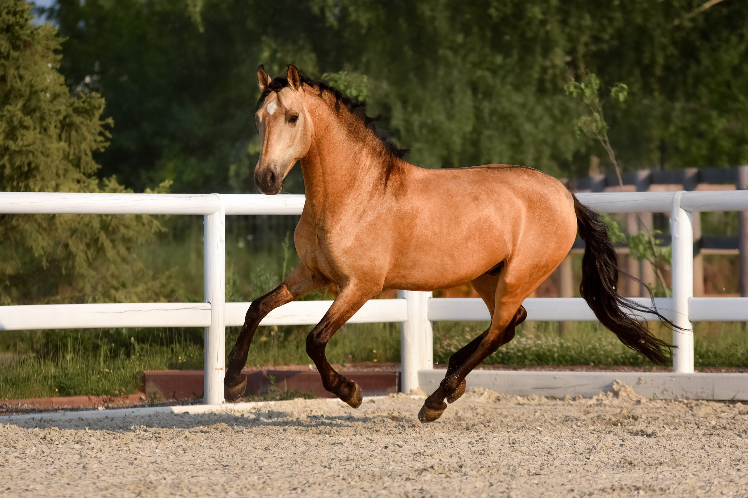 Лошади на свободе, съемка лошадей, экстерьерная съемка, фотосессия