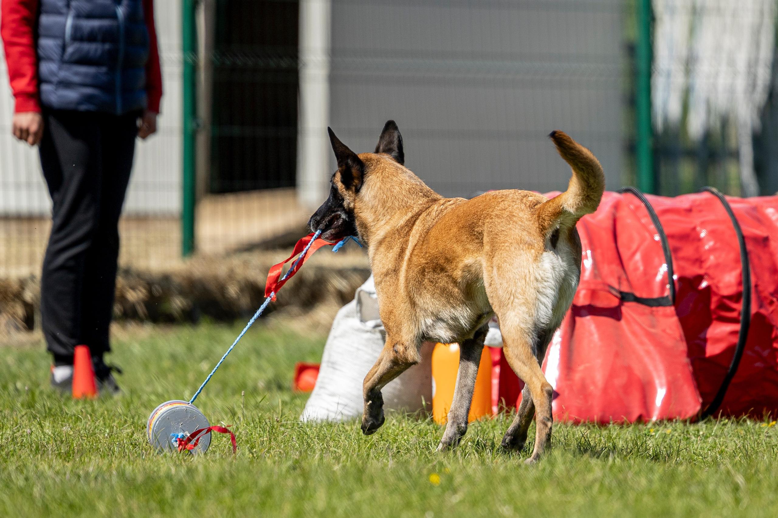 Испытания по мондьорингу в Нижнем Новгороде. Фотограф-анималист Анна Маринич