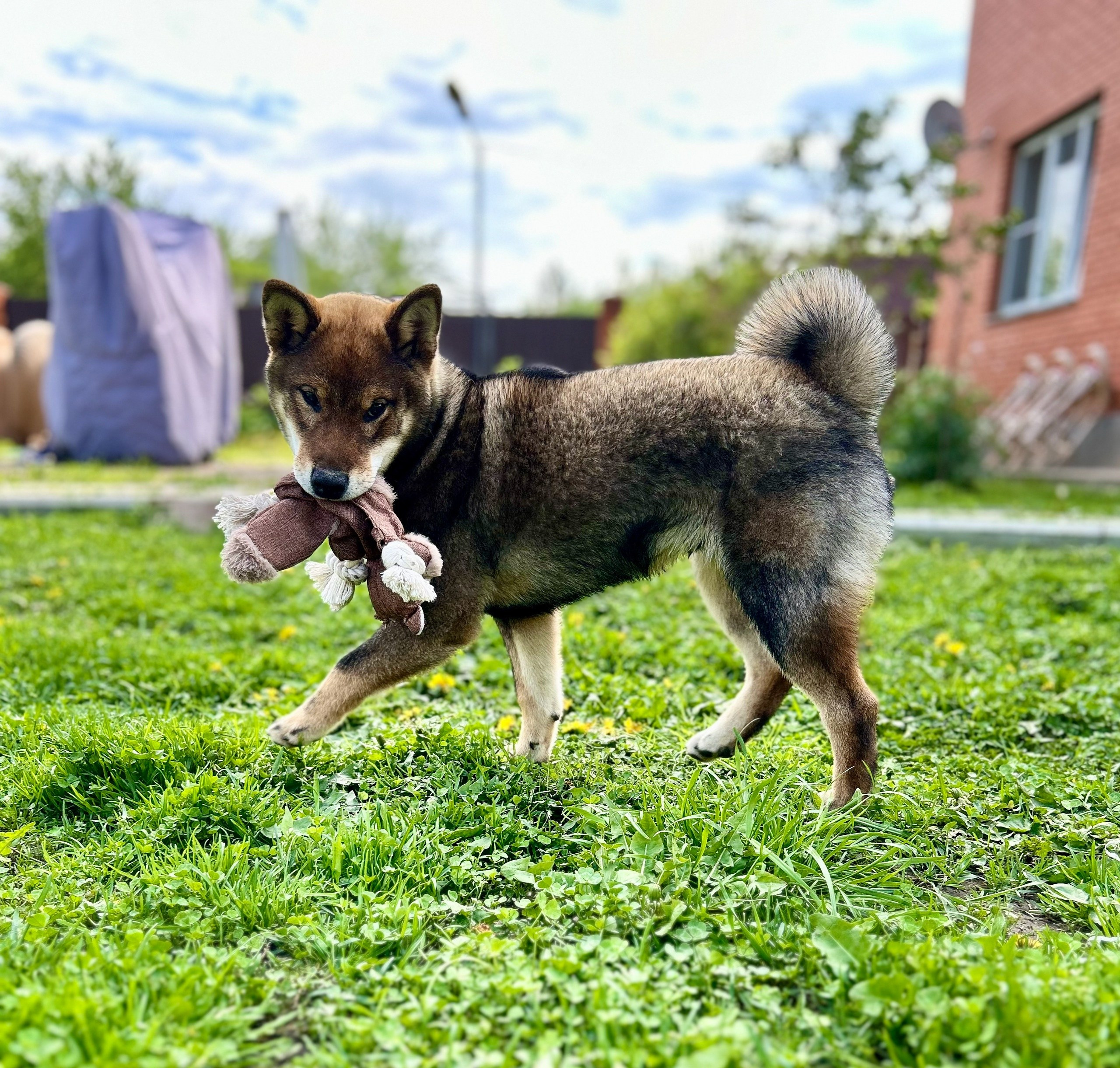 Шаман (сезам) * Шу_ Шаолинь Цукан. AMERICAN AKITA RUBYLIGHT KENNEL I SHIBA-INU