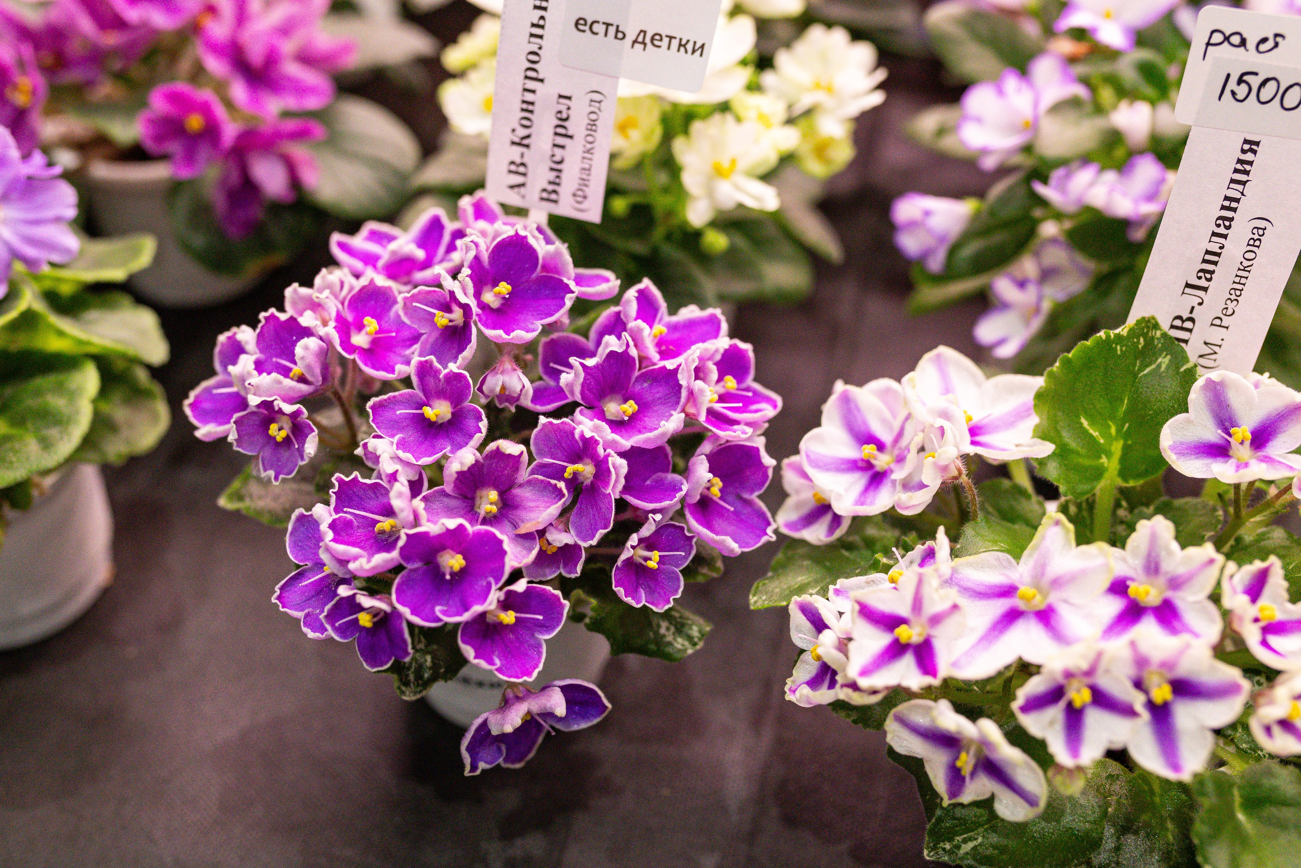 Монстериум 11–12 октября. Александра Куликова фотограф, Москва