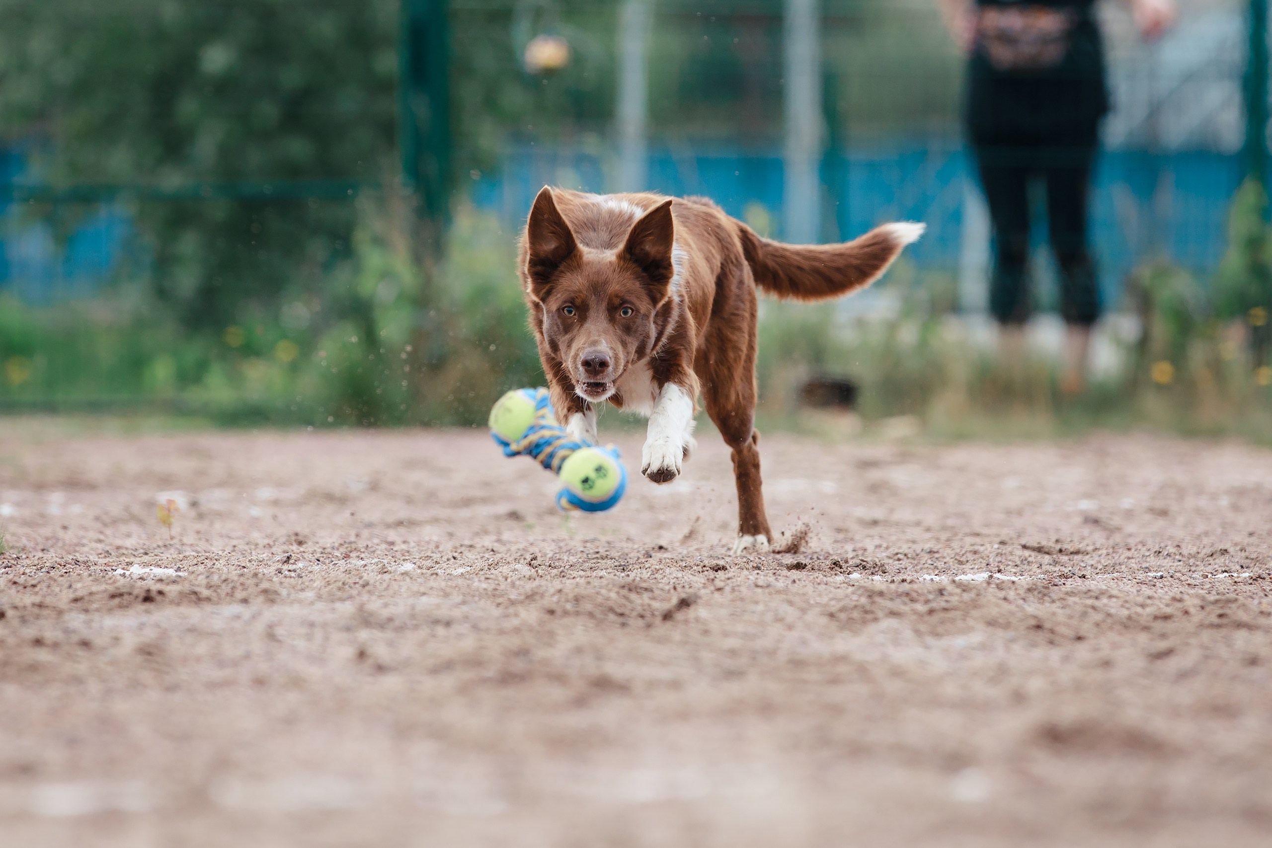 Питч&Гоу + веселые старты. Фотограф-анималист Mary Mart — Москва, Питер