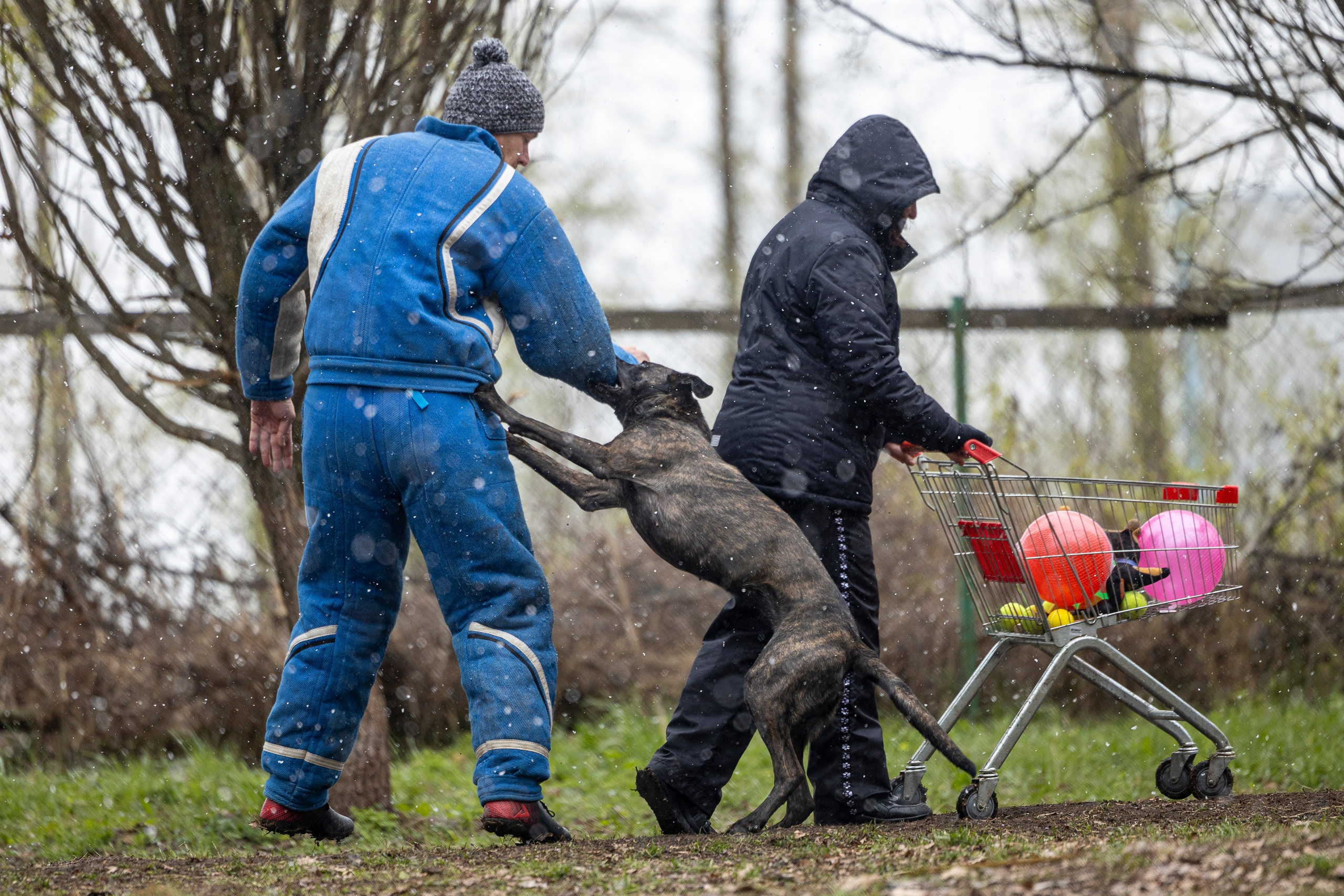Квалификационные состязания по мондьорингу г. Вологда 11.05.24. Фотограф-анималист Анна Маринич