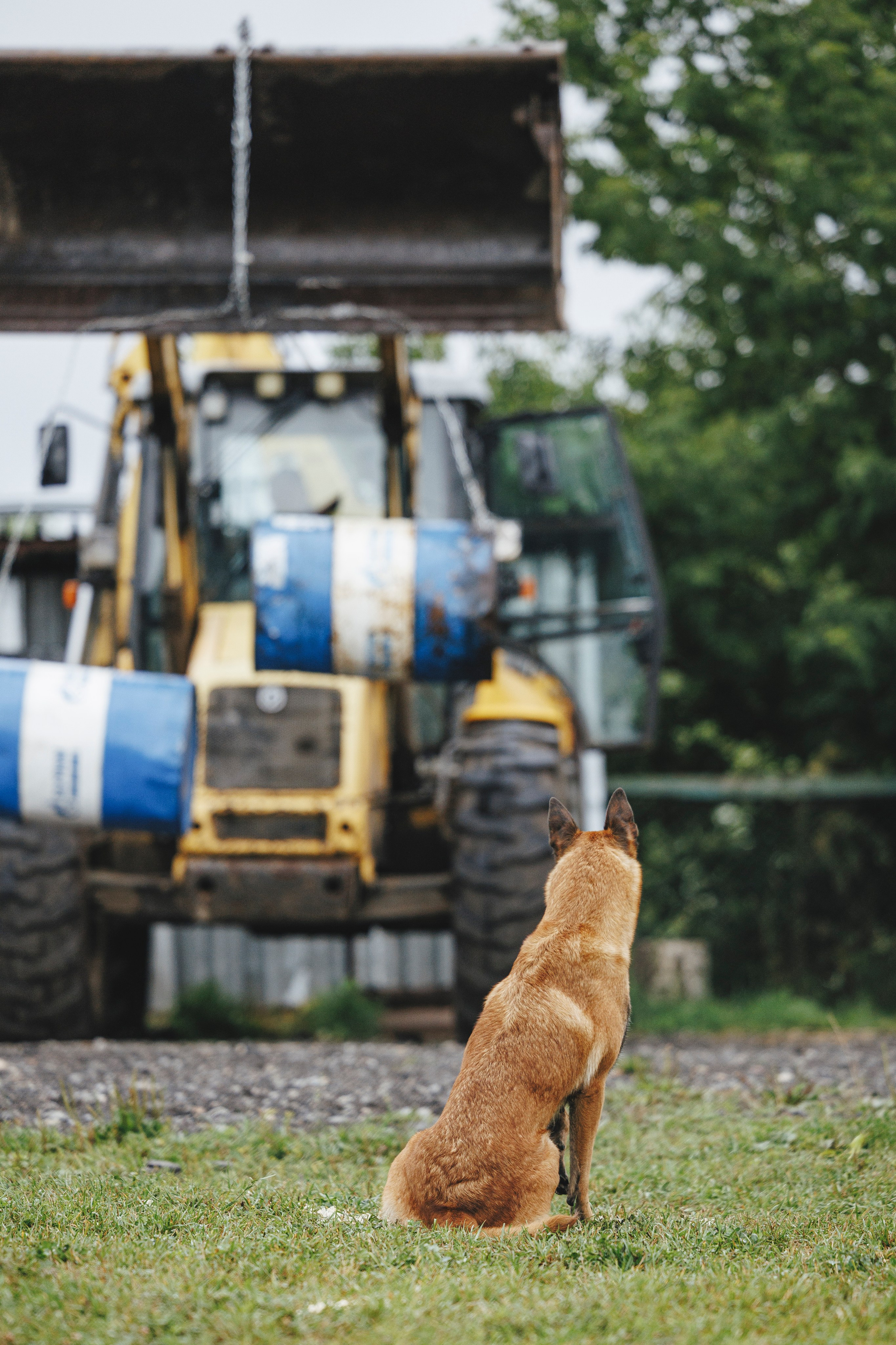 08.08.25-10.08.25 ЧР по мондьорингу г. Вологда. Фотограф-анималист Анна Маринич