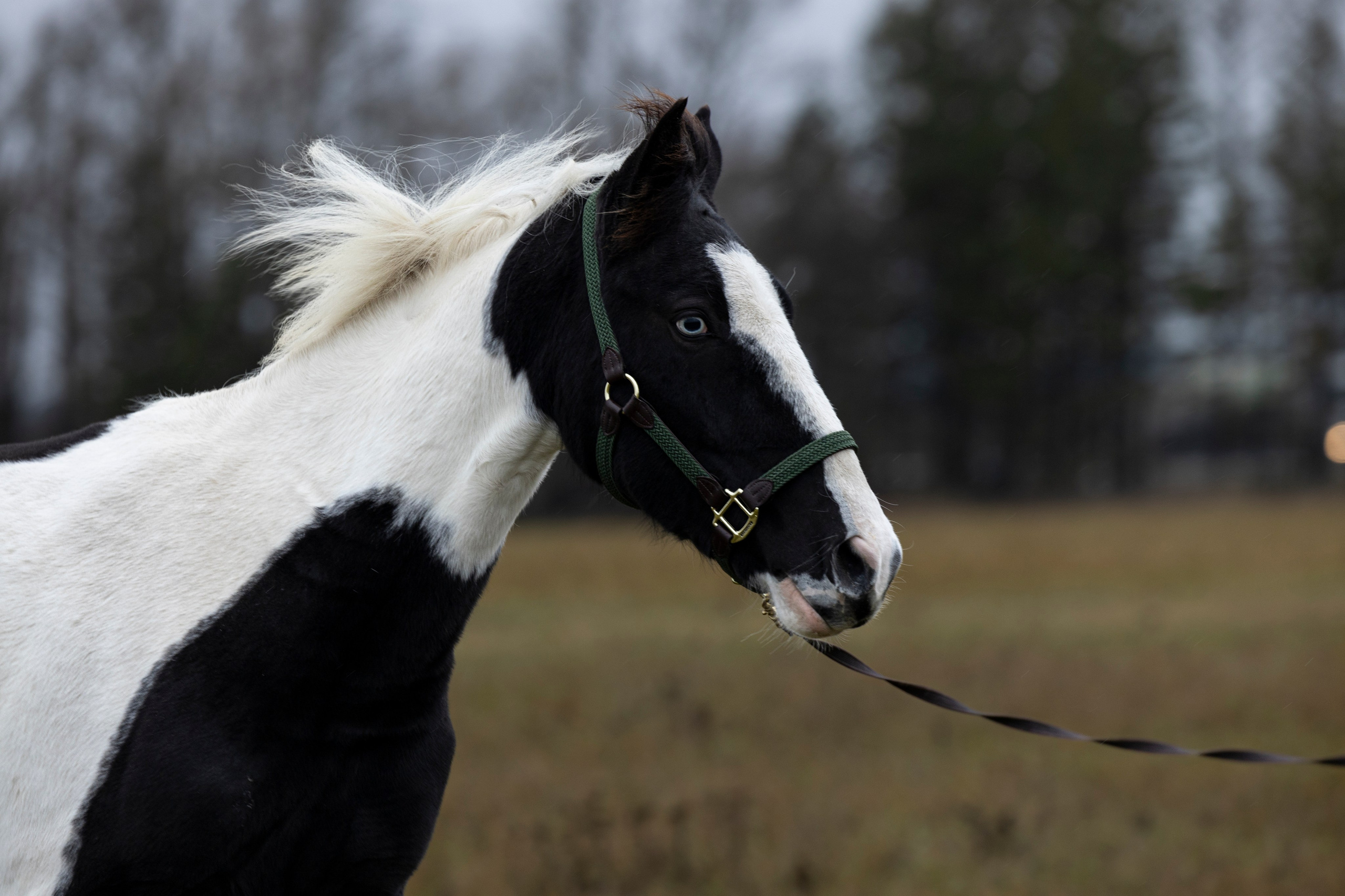 Дракарис и Кейси. Фотограф-анималист Анна Маринич