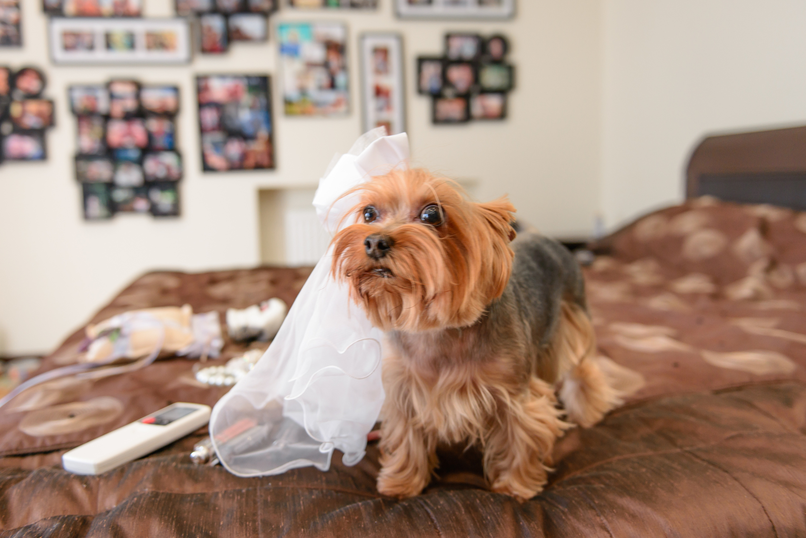 Артур и Елена. Свадебный и семейный фотограф в Москве Юлия Винник
