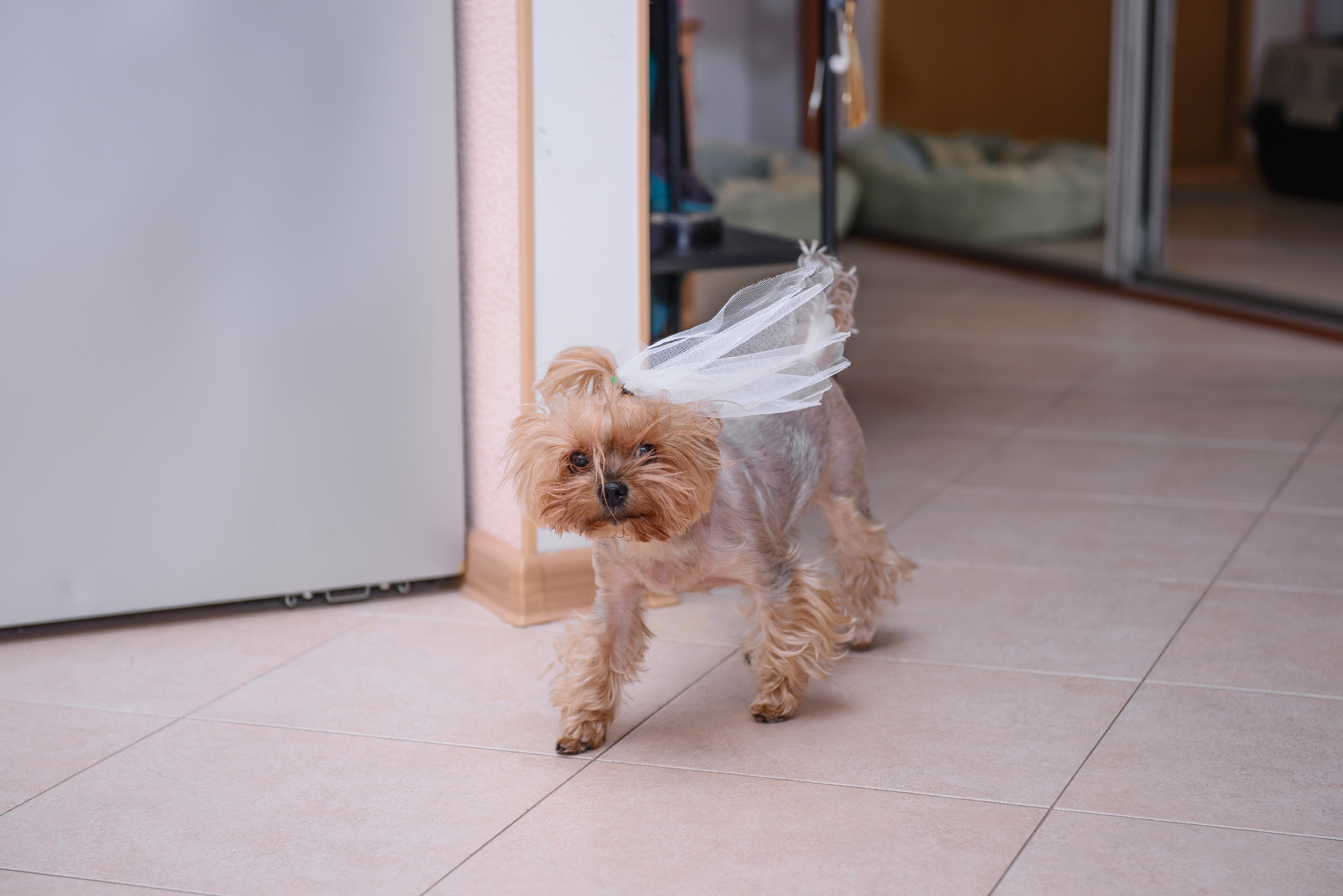 Лариса и Алексей. Свадебный и семейный фотограф в Москве Юлия Винник