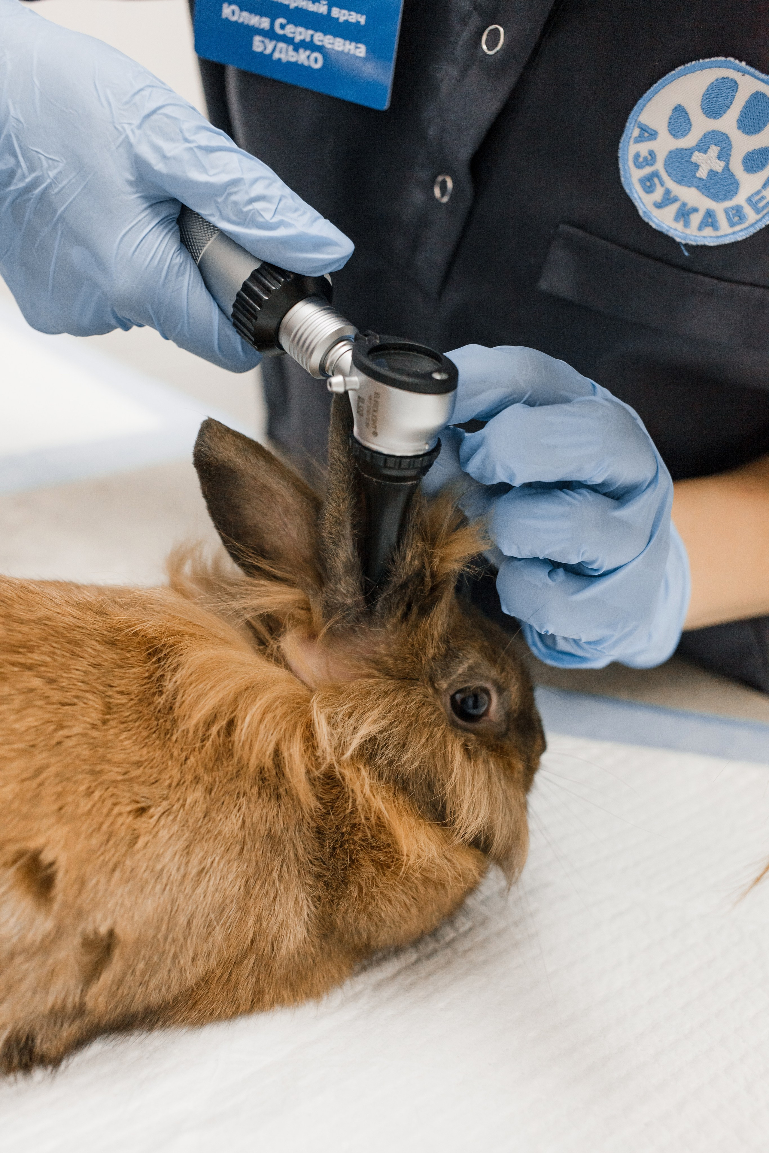Контентная съемка для ветеринаркой клиники. КОНТЕНТ ФОТОГРАФ