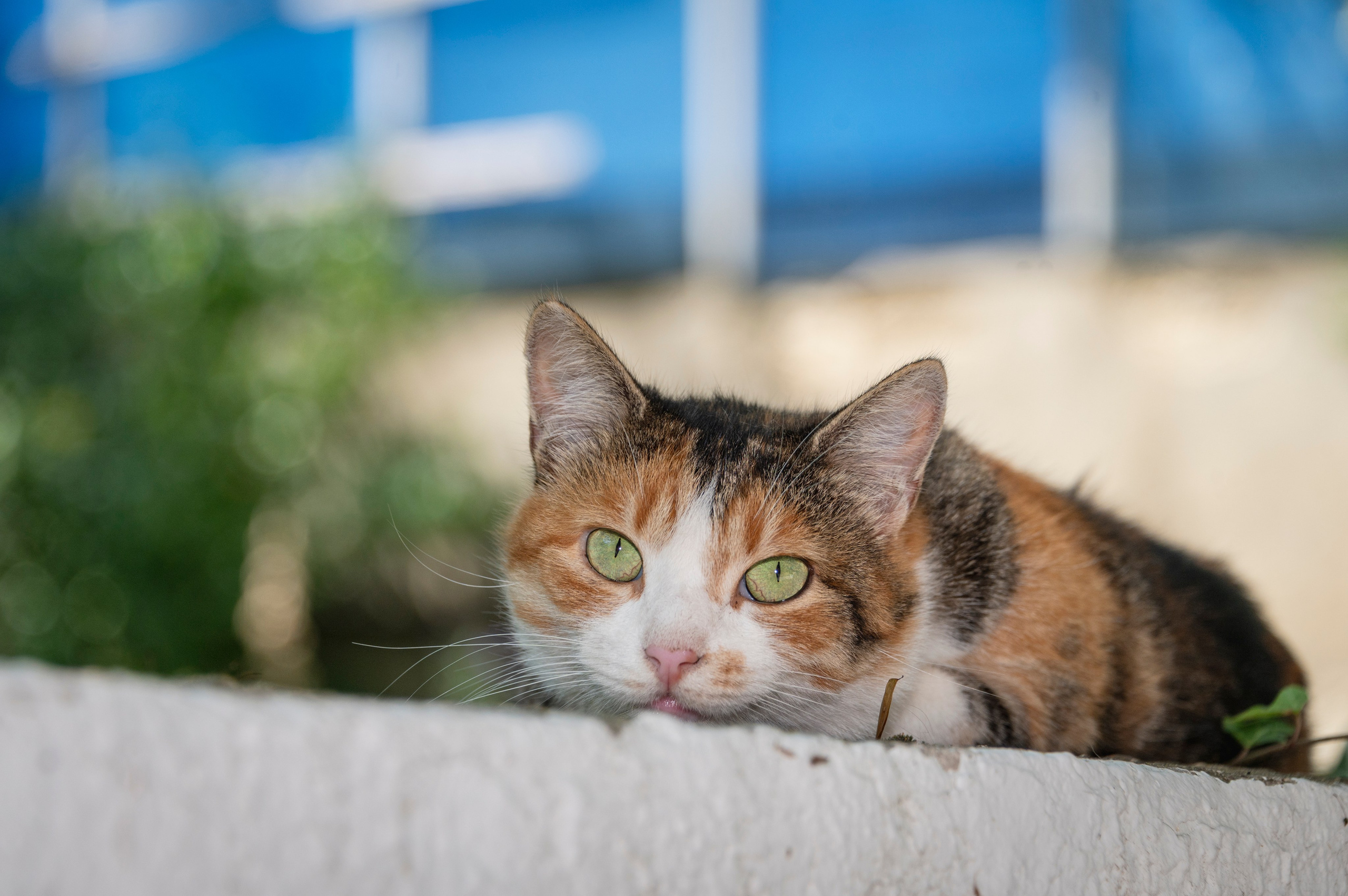 Геленджик. Август 2023. Фотограф Роман Адлер