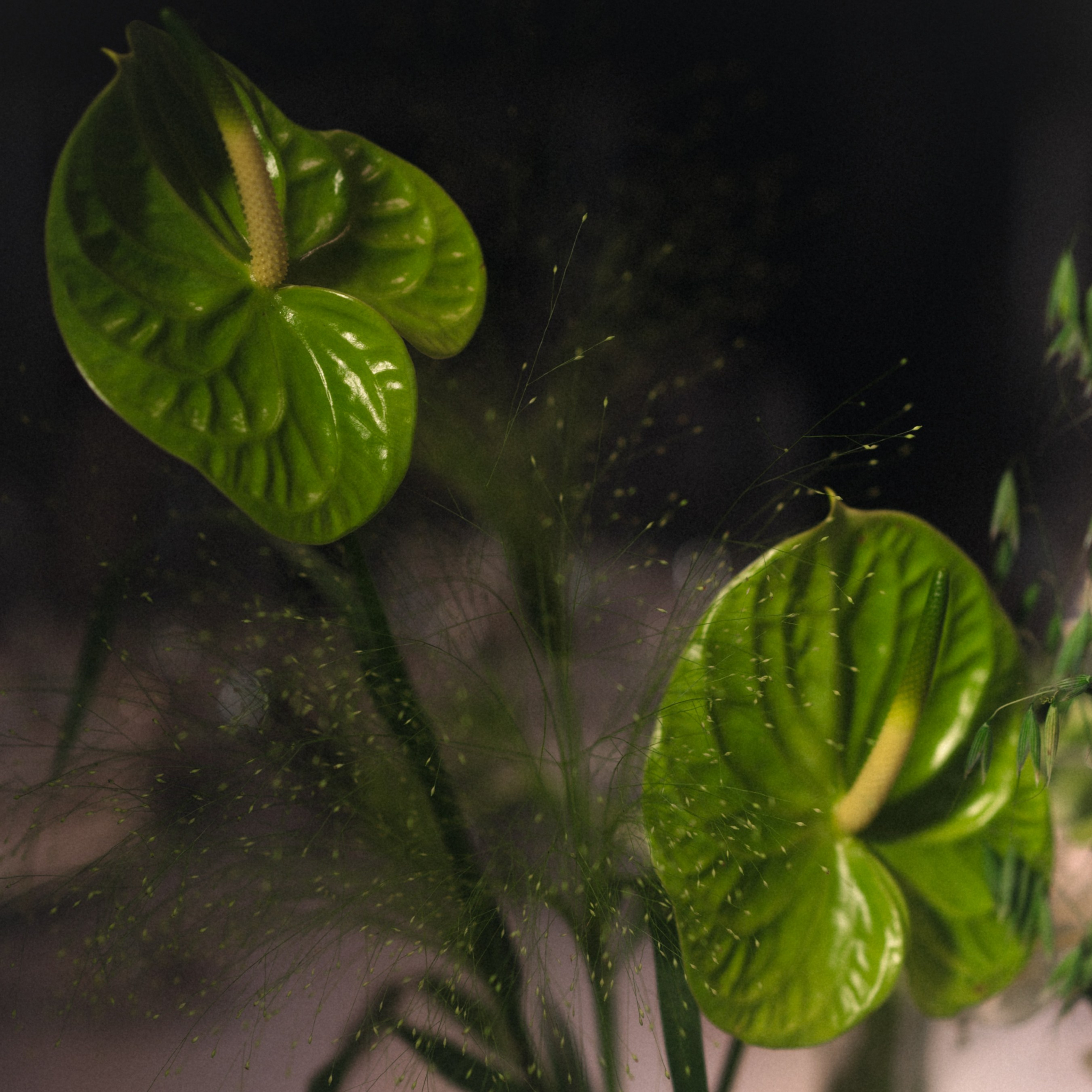 Мария и Никита. Бунгало в Москве.Аренда Бунгало в Мск