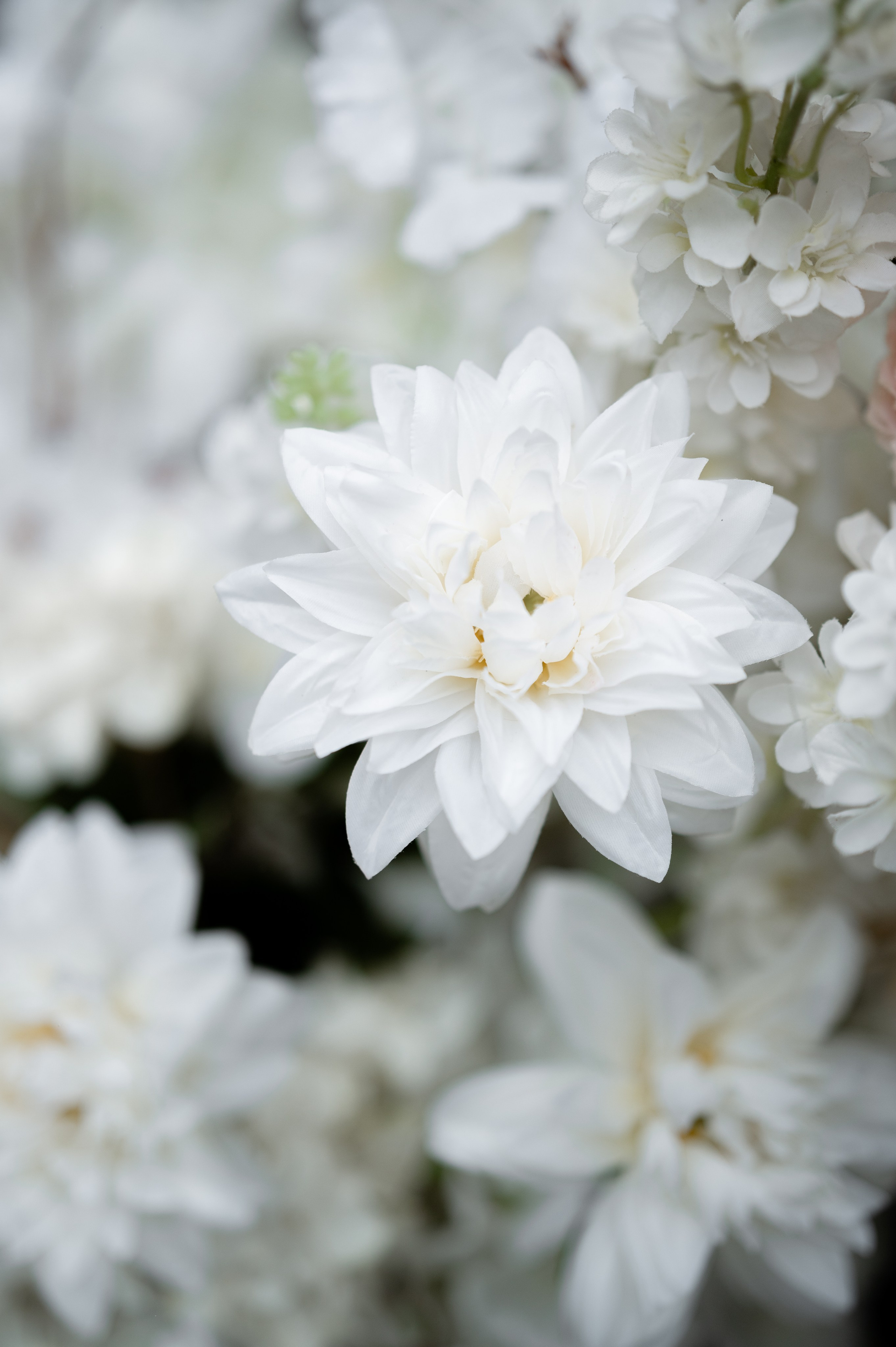 Виктория & Даниил. Свадебный и семейный фотограф Тюмень Екатеринбург Москвина Алёна