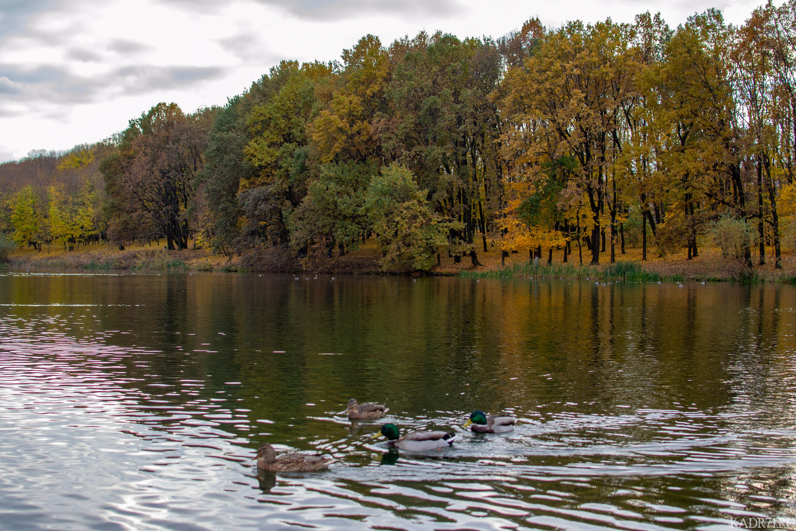 Центральный парк культуры и отдыха им. П. П. Белоусова. Фотограф в Туле Крупский АнДРей. Фотостудия «КАДР71» в Туле