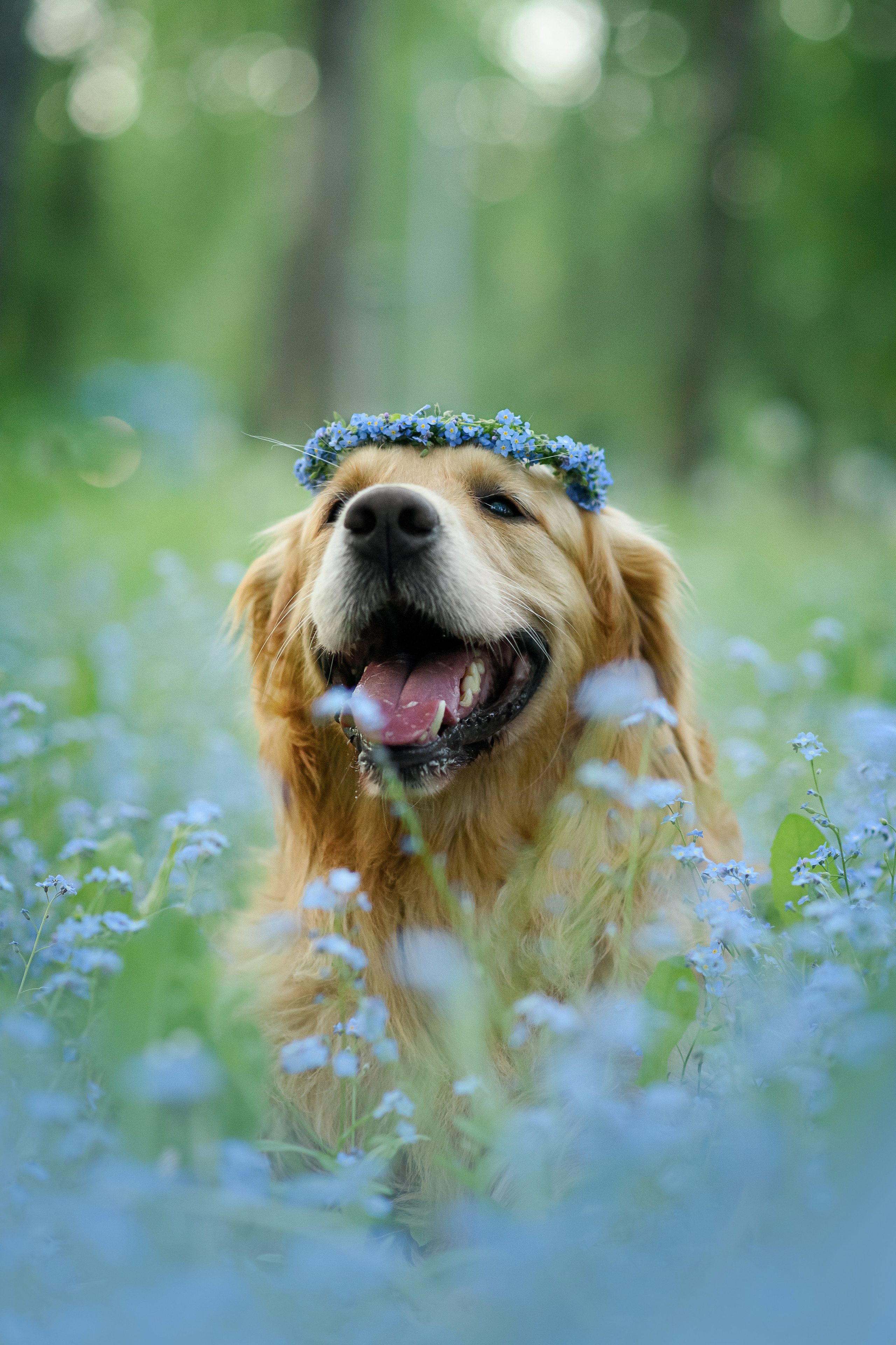 Степа, Йоки и Мята — 29.05.2024. Фотограф — Анималист | Анна Абрамова