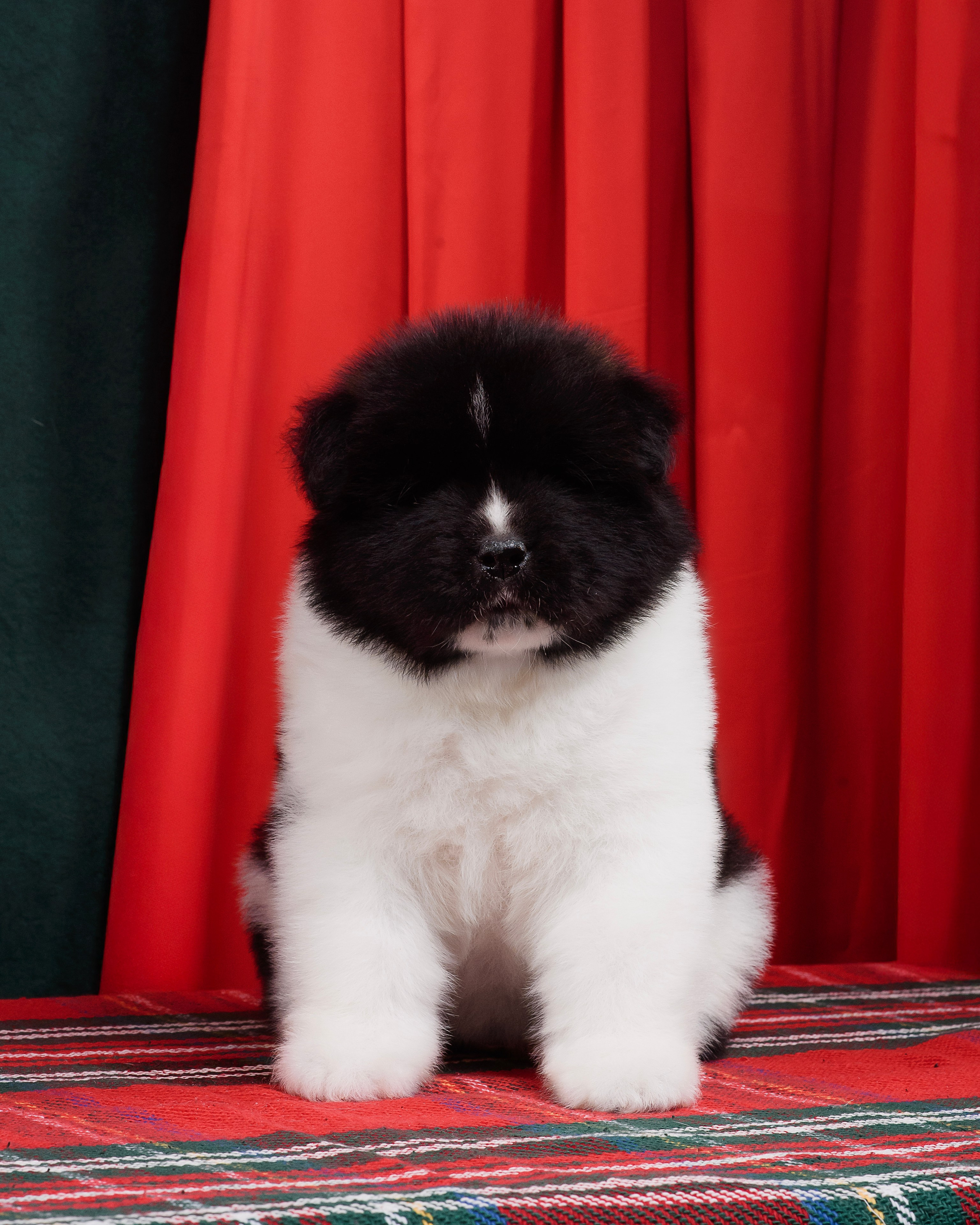 Щенки Американской Акиты. Фотограф — Анималист | Анна Абрамова