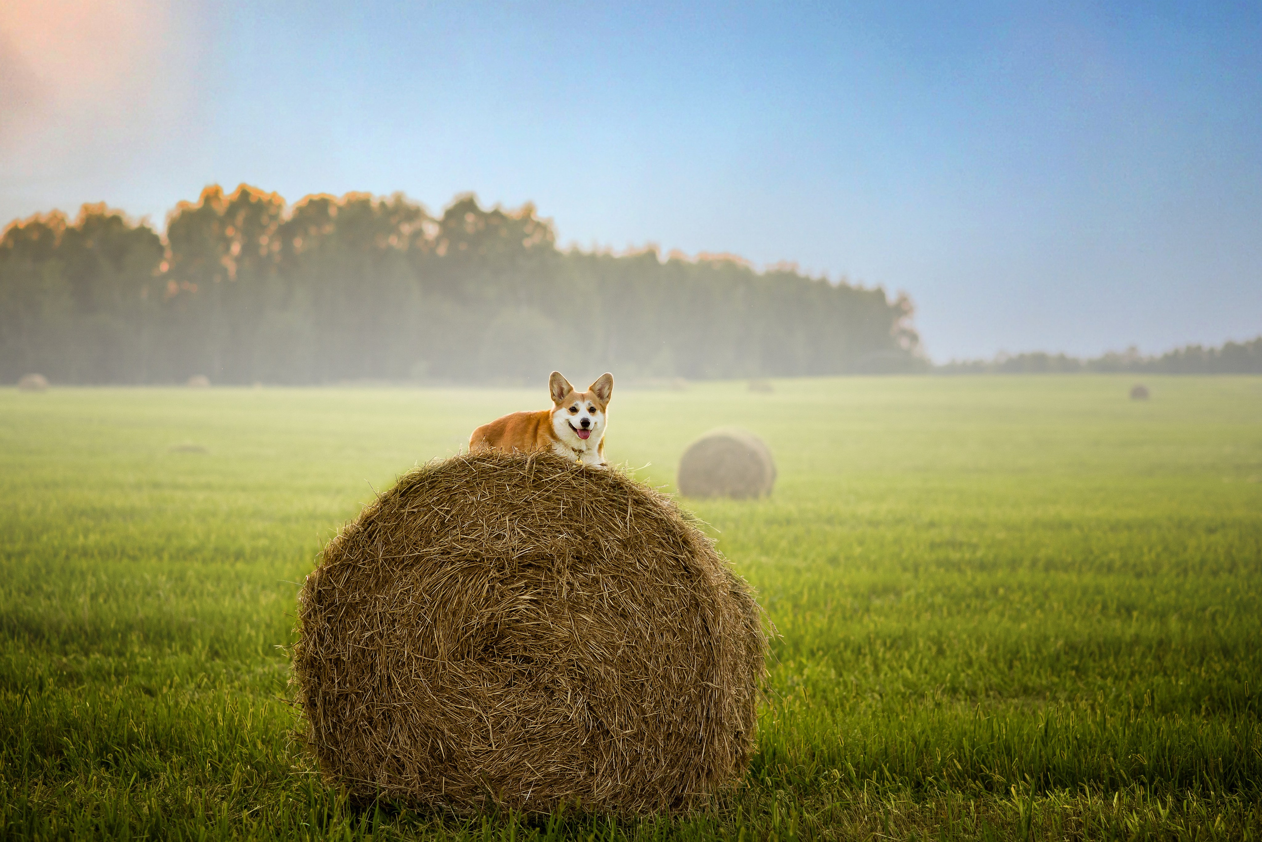 Лея и тюки — 10.08.2023. Фотограф — Анималист | Анна Абрамова