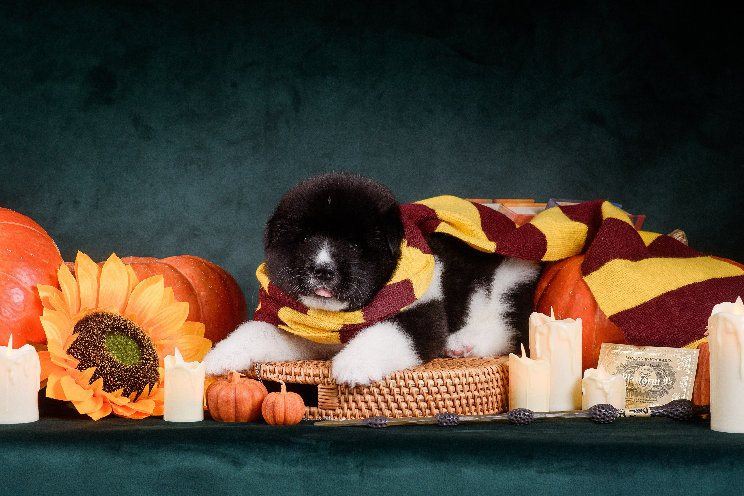 Щенки Американской Акиты — 04.11.2024. Фотограф — Анималист | Анна Абрамова