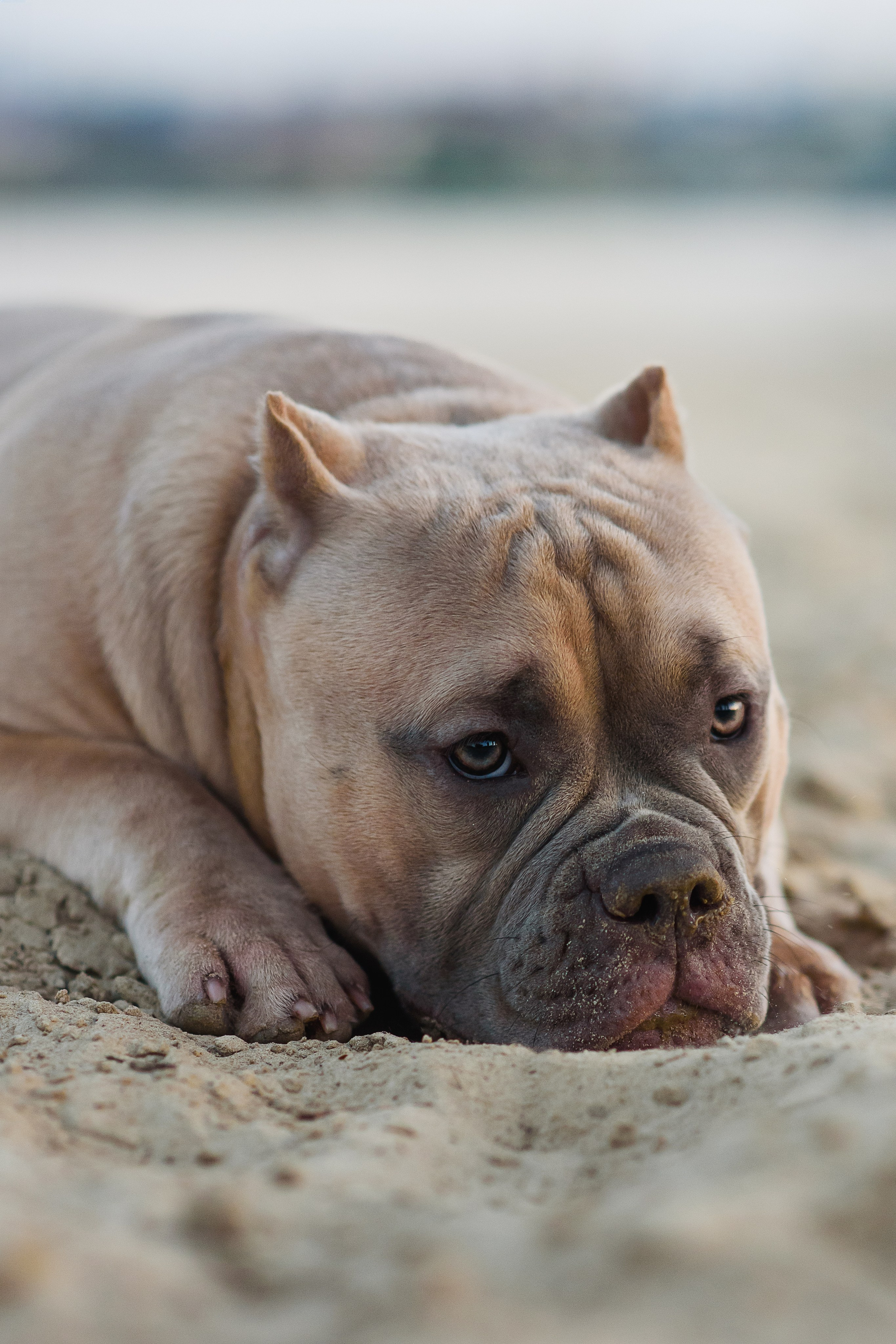 Аляска — Амбулли — 23.08.2024. Фотограф — Анималист | Анна Абрамова