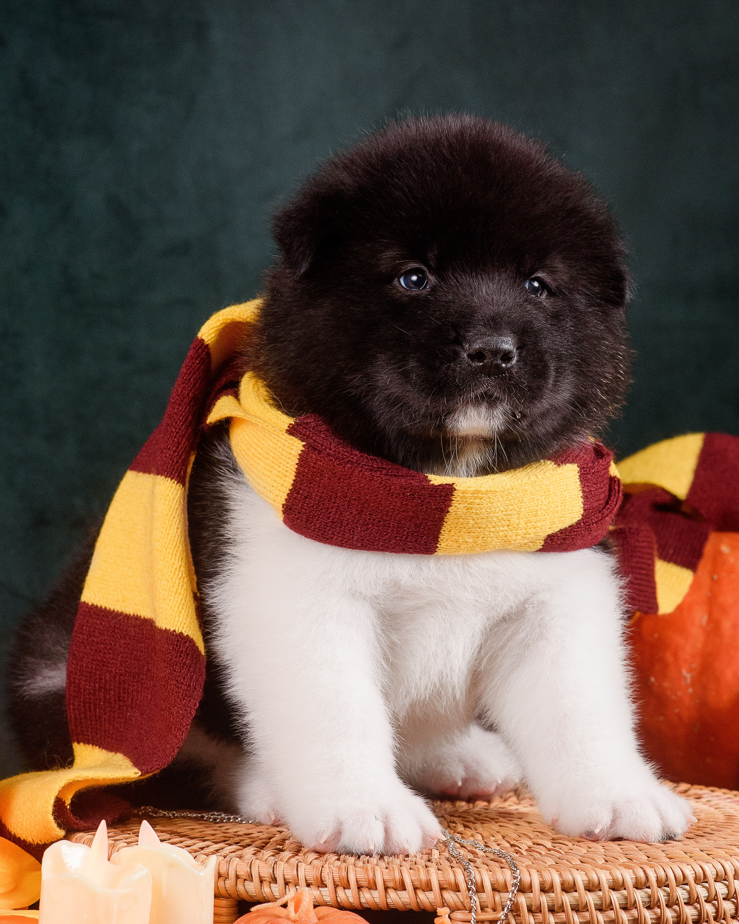 Щенки Американской Акиты — 04.11.2024. Фотограф — Анималист | Анна Абрамова