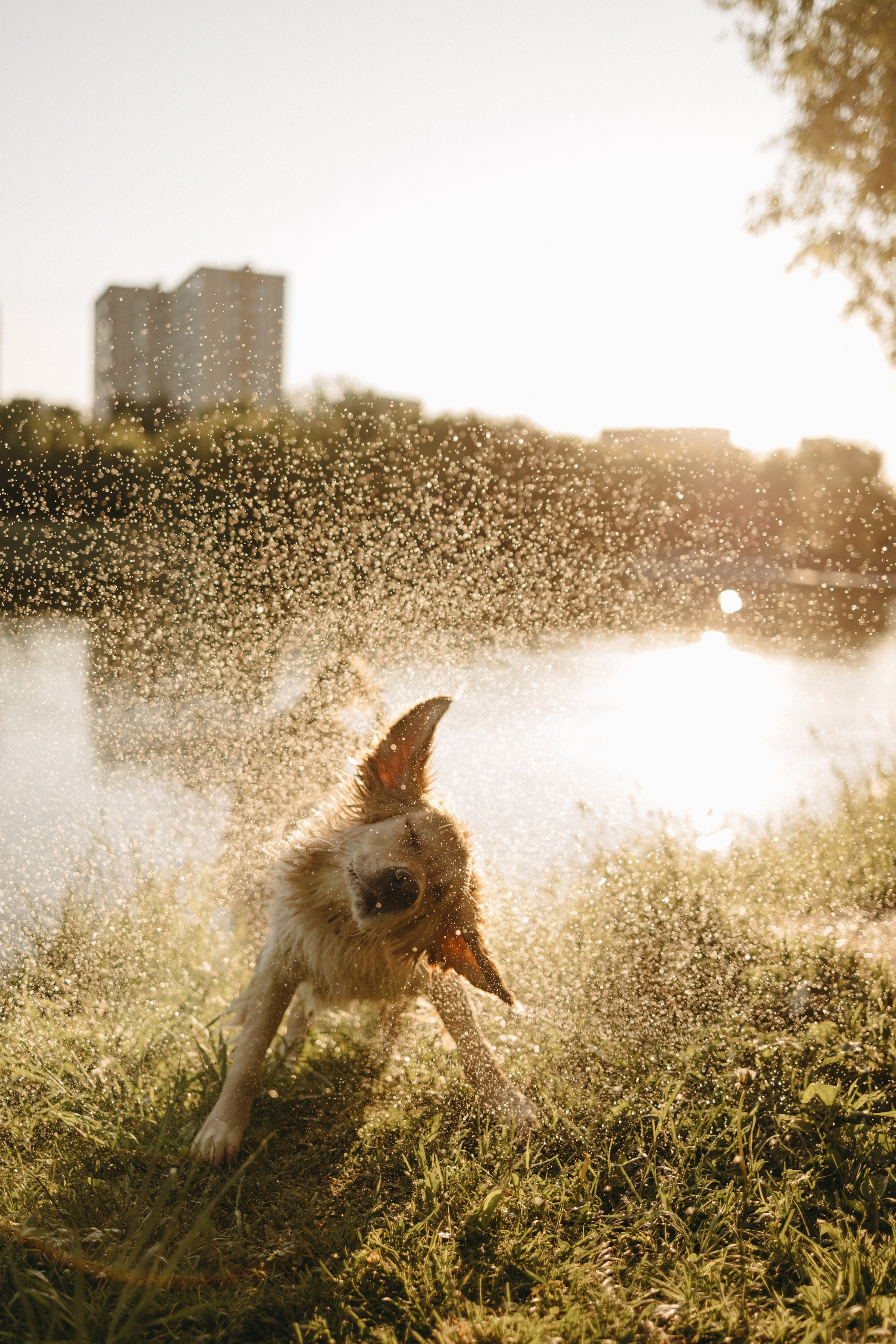Пенни и ребята. Фотограф — Анималист | Санкт-Петербург