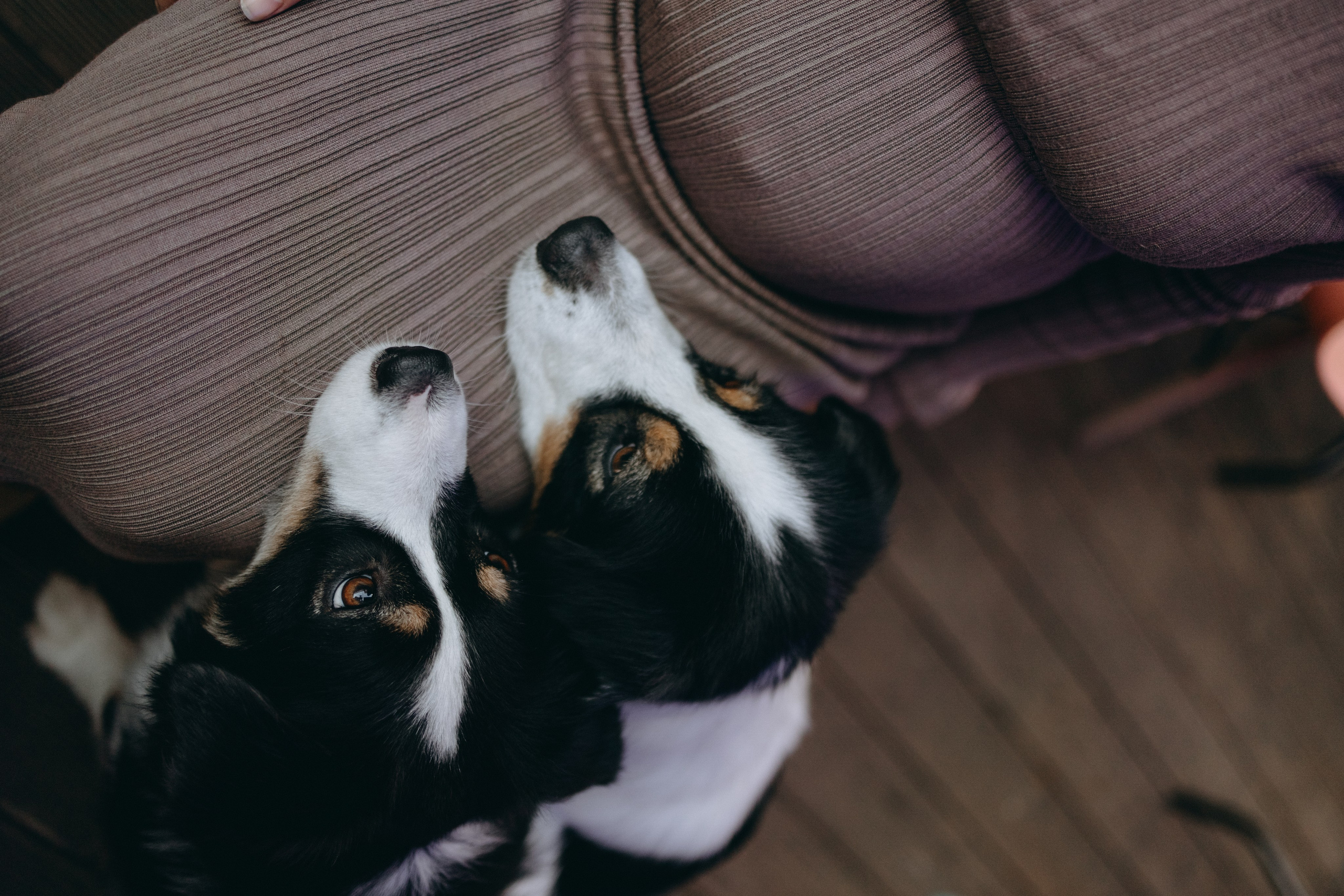 Катя и ее девочки. Фотограф — Анималист | Санкт-Петербург