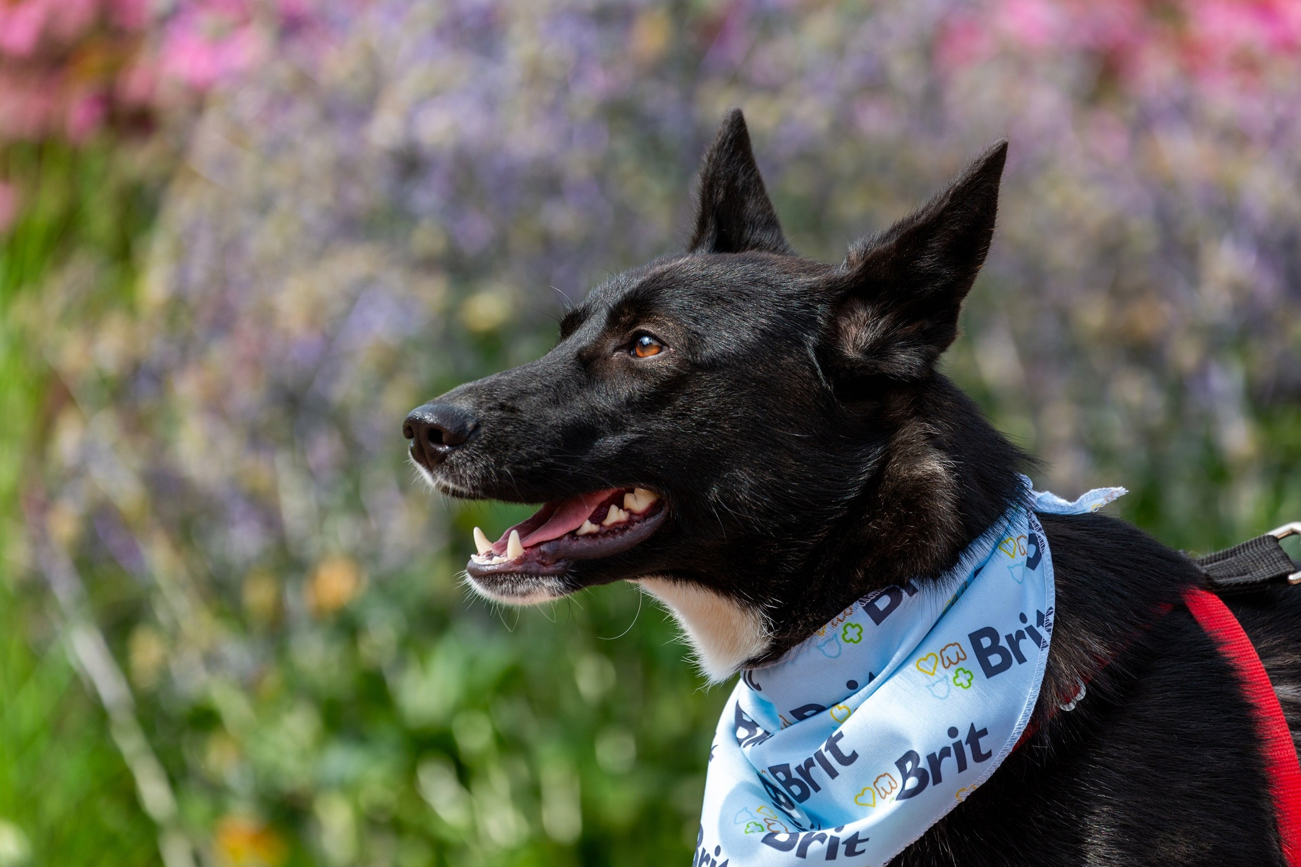 Собаки. Портреты. Irenephoto.ru