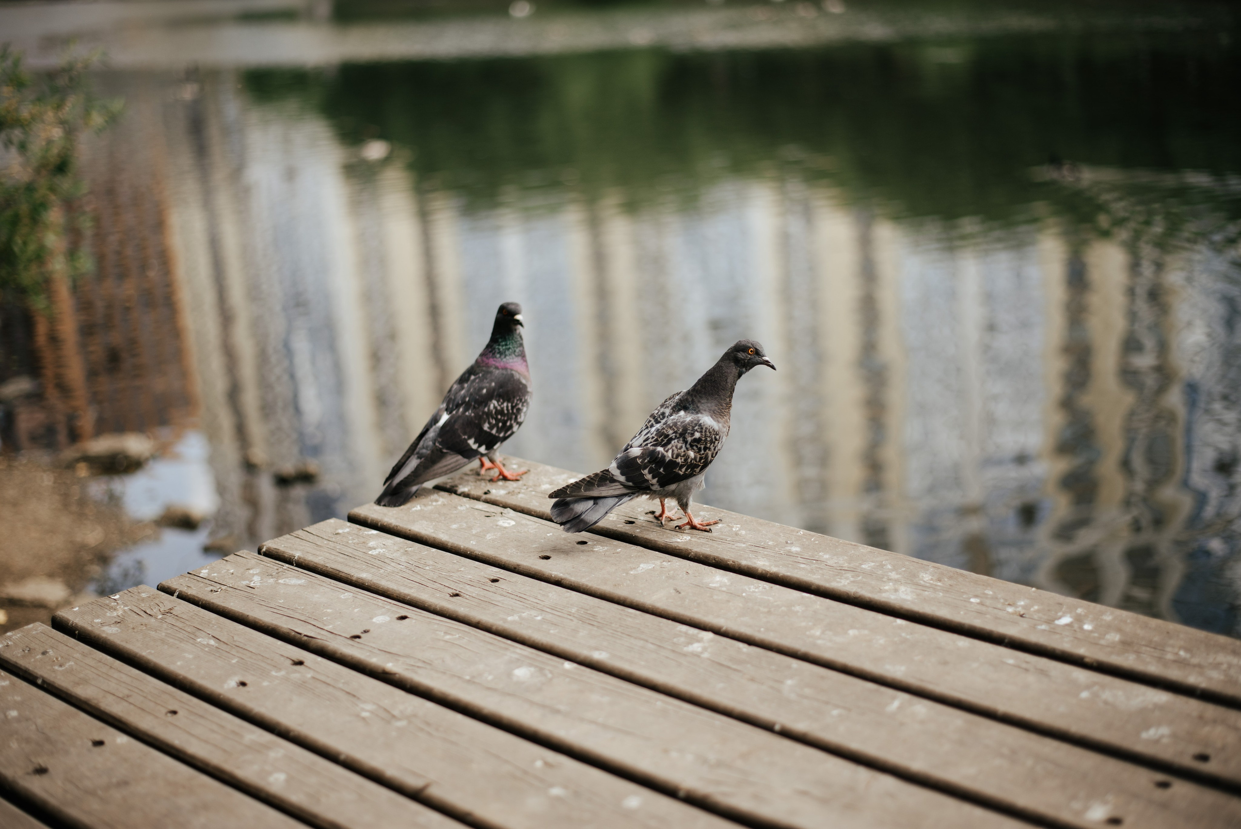 Катя и Даня. Фотограф в В Полевском и Екатеринбурге Ольга Расуп