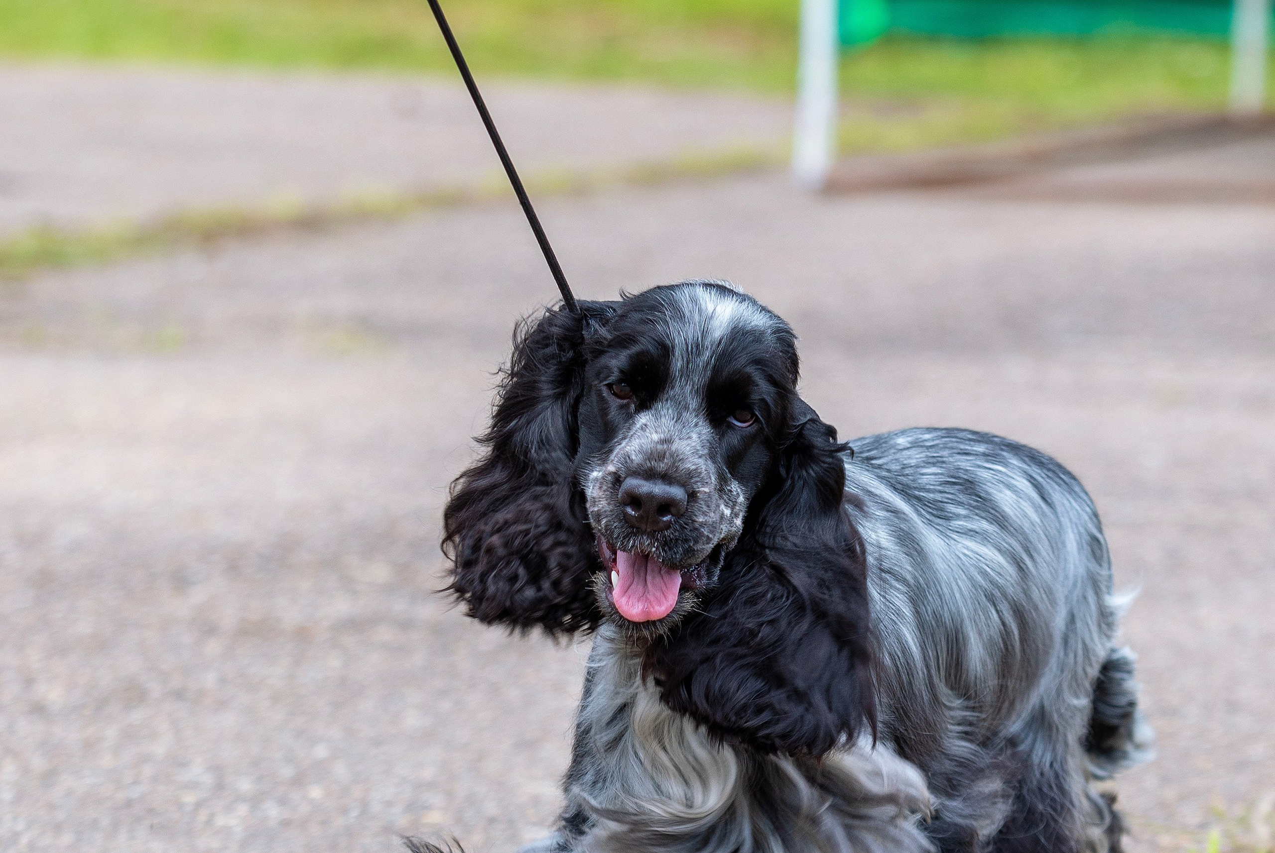 Фотограф — анималист Татьяна Ли