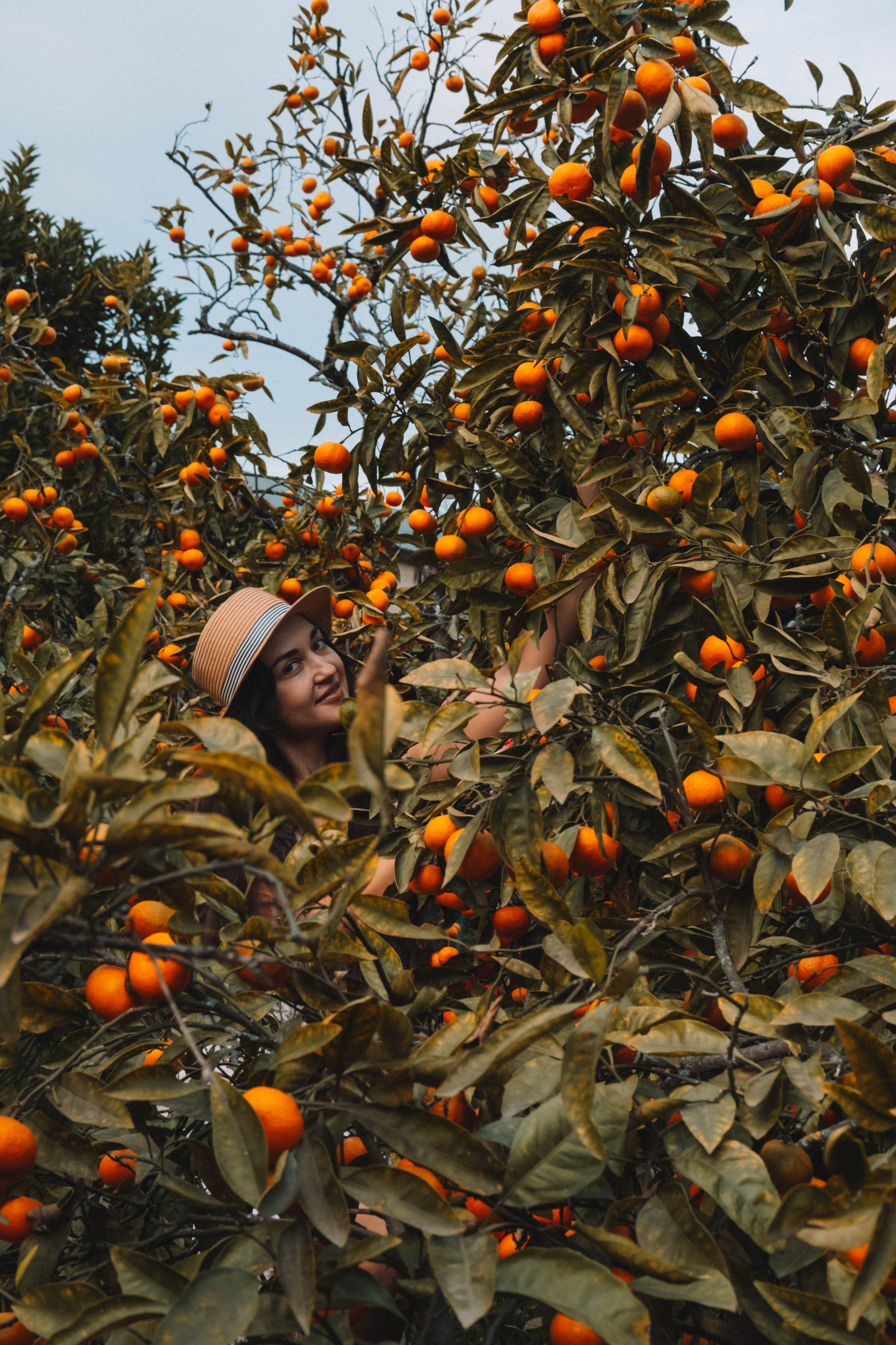 Стелла в мандаринах