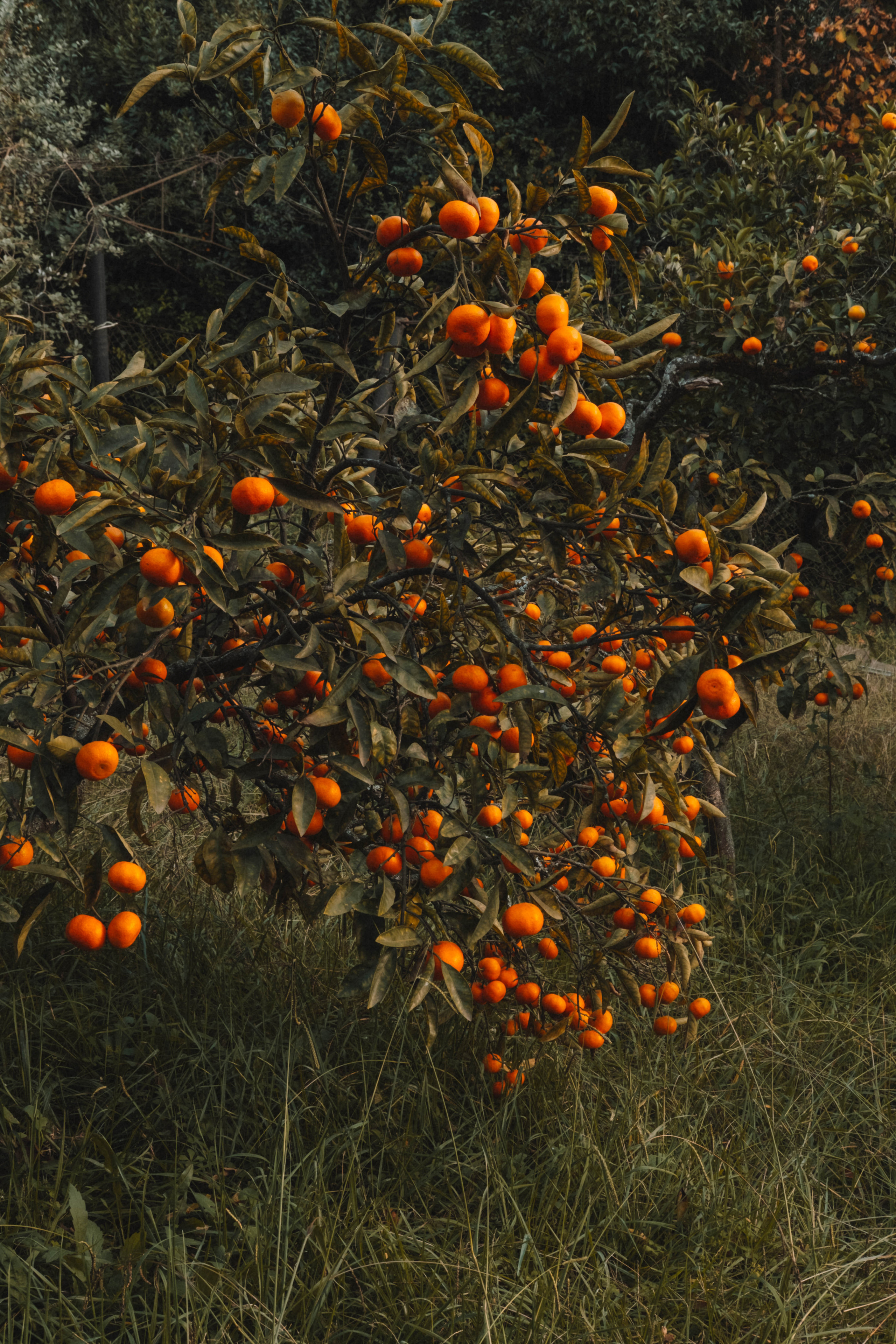 Фотодень «Мандариновый рай»