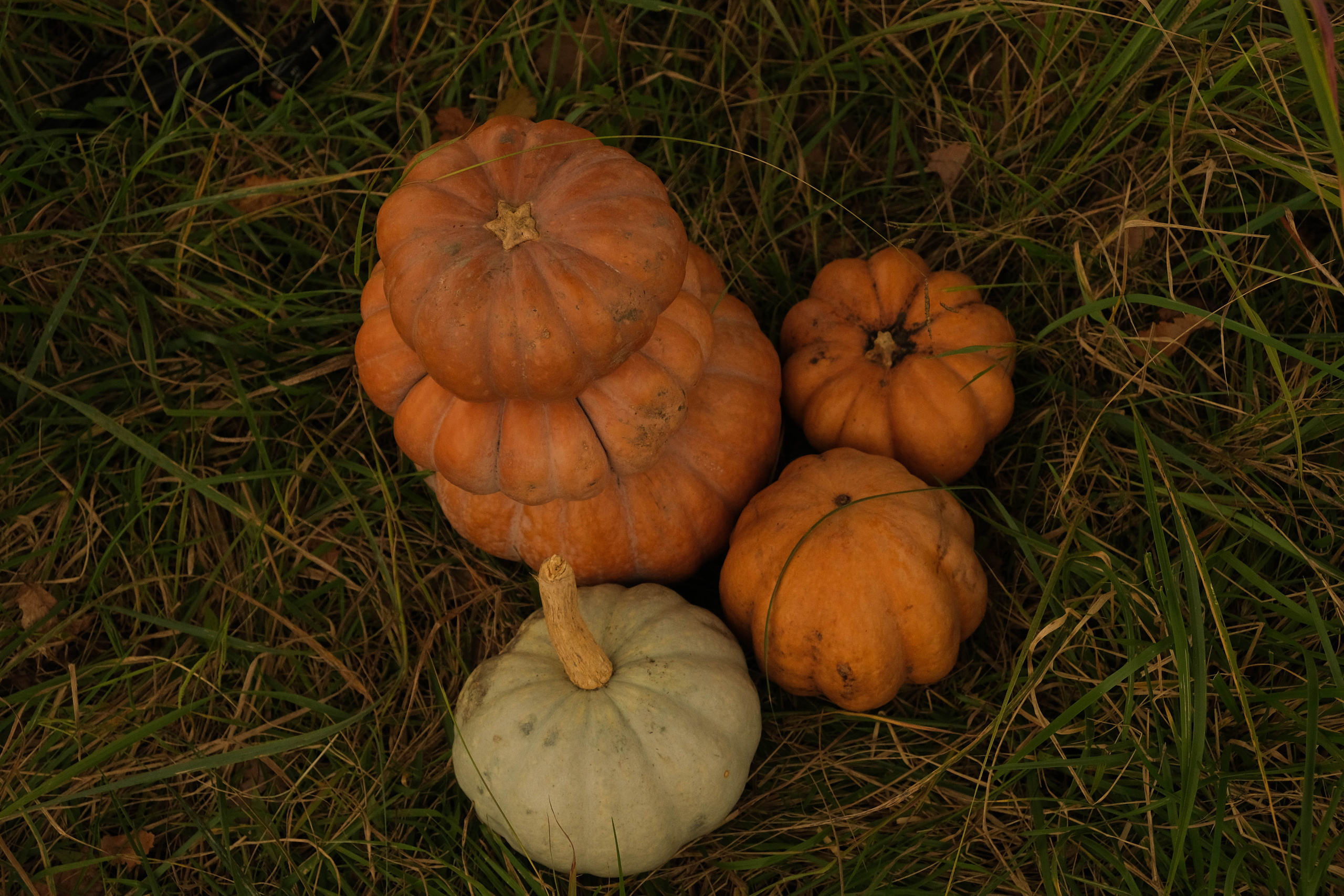 Ясения и Илья