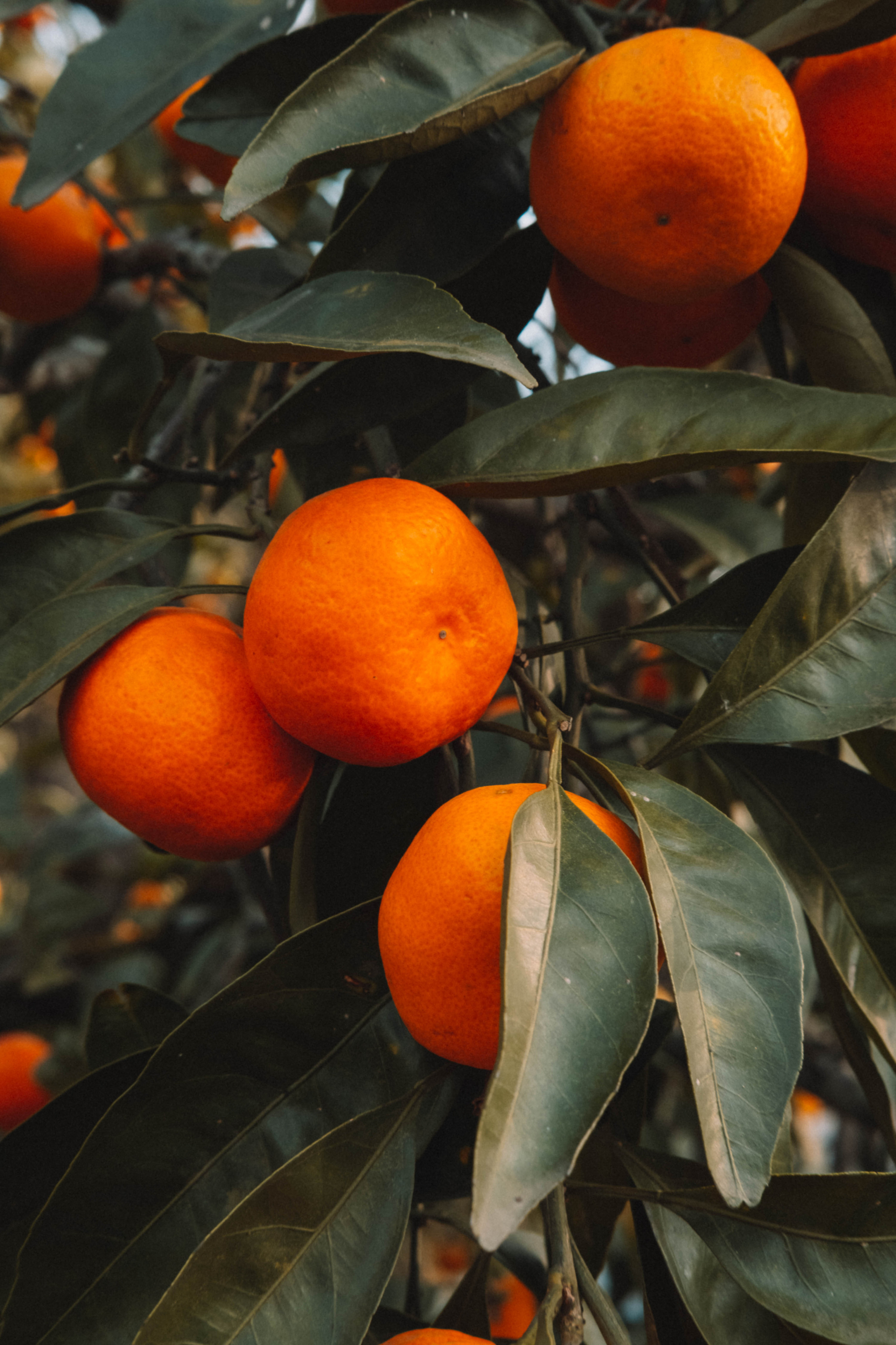 Фотодень «Мандариновый рай»